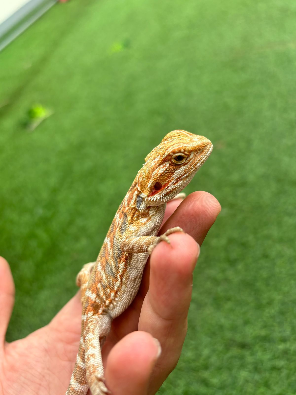 Reptiles en Venta