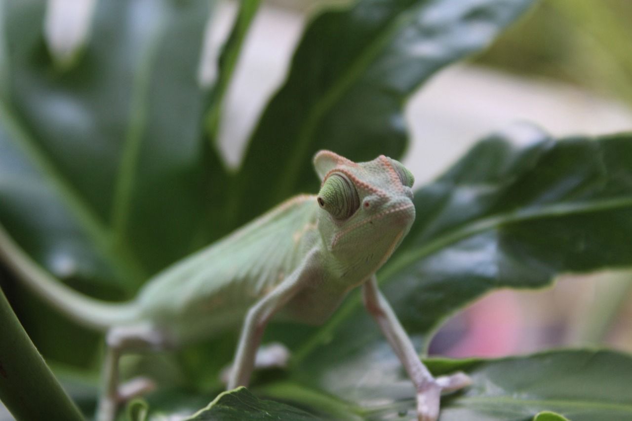 reptiles en venta