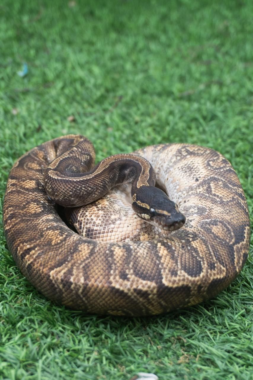 Serpientes Piton Bola en Venta