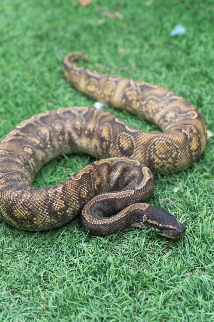 Serpientes Piton Bola en Venta