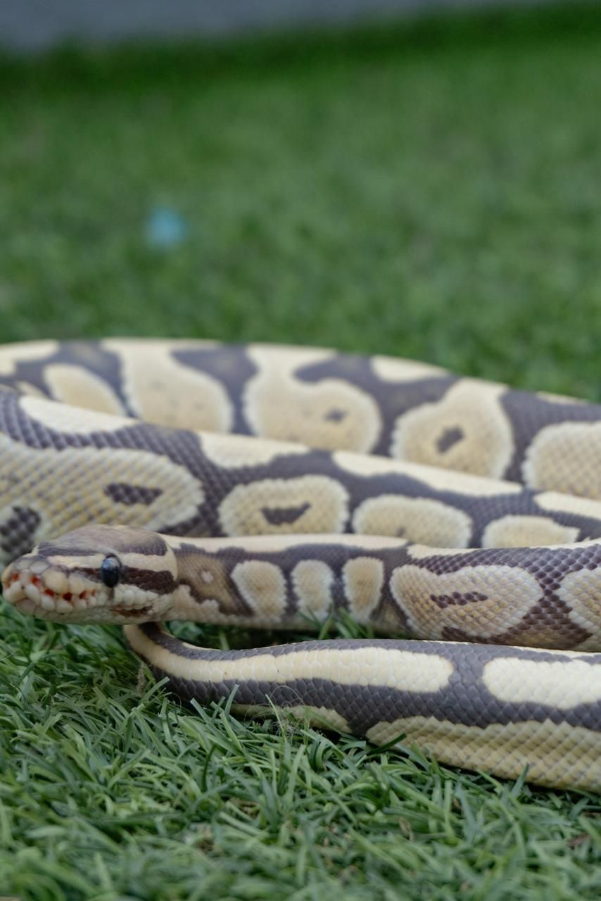 Serpientes Piton Bola en Venta