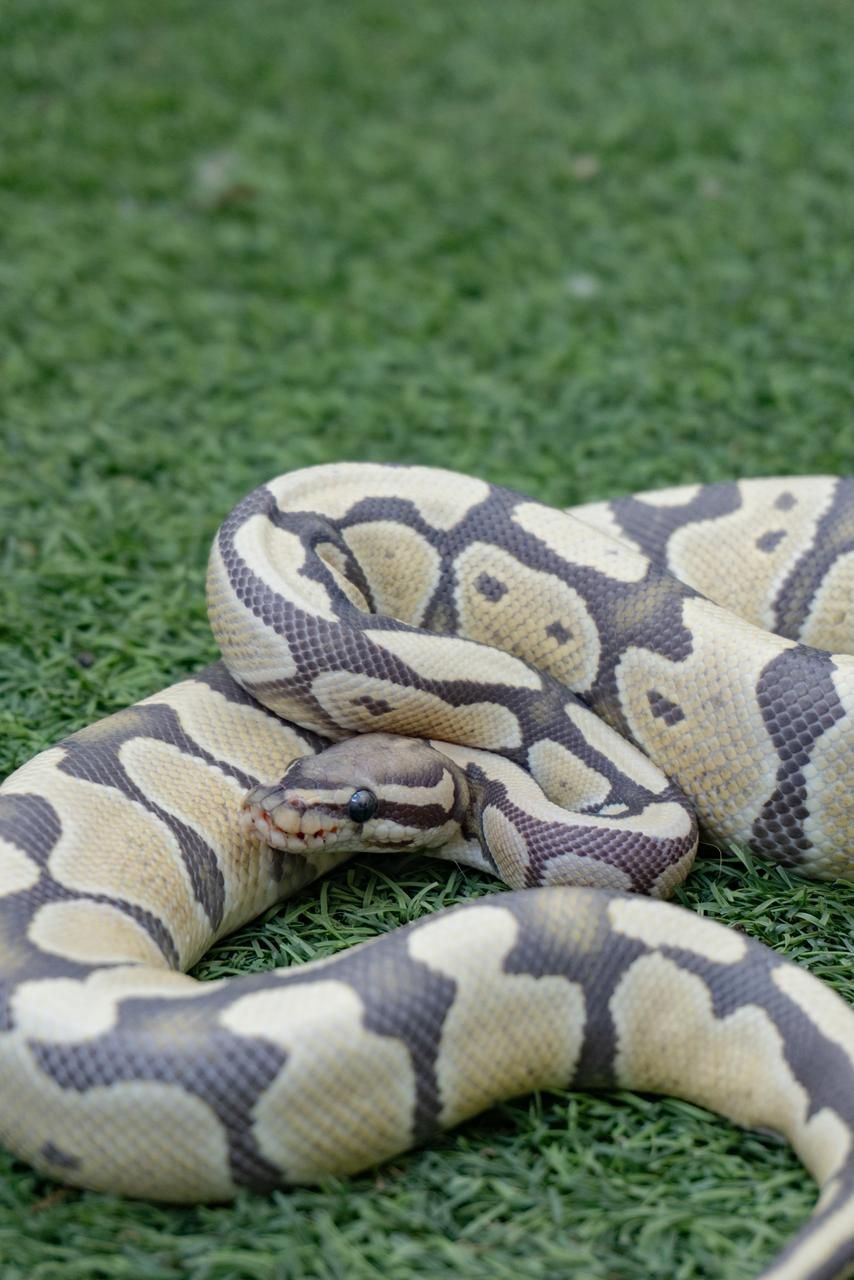 Serpientes Piton Bola en Venta