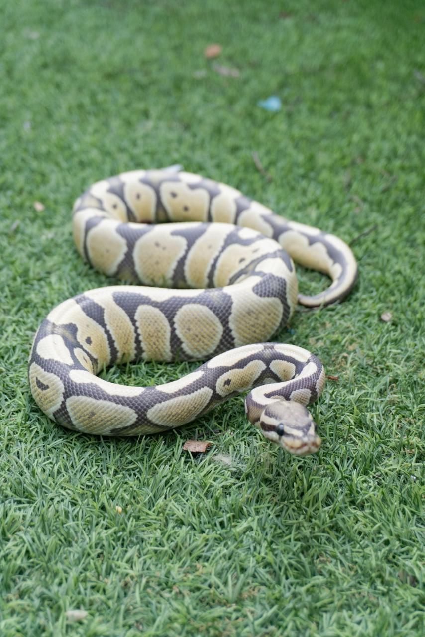 Serpientes Piton Bola en Venta