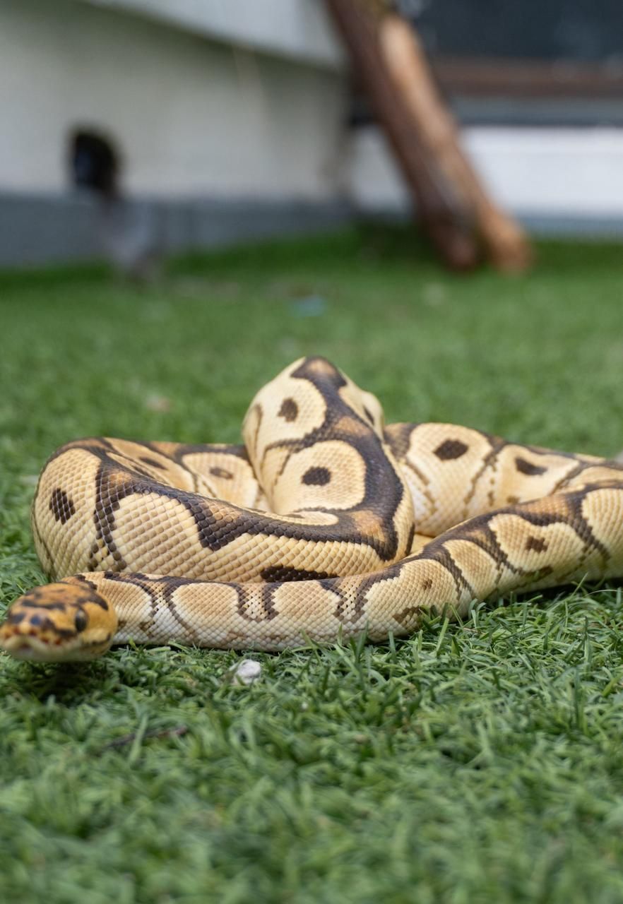 Serpientes Piton Bola en Venta