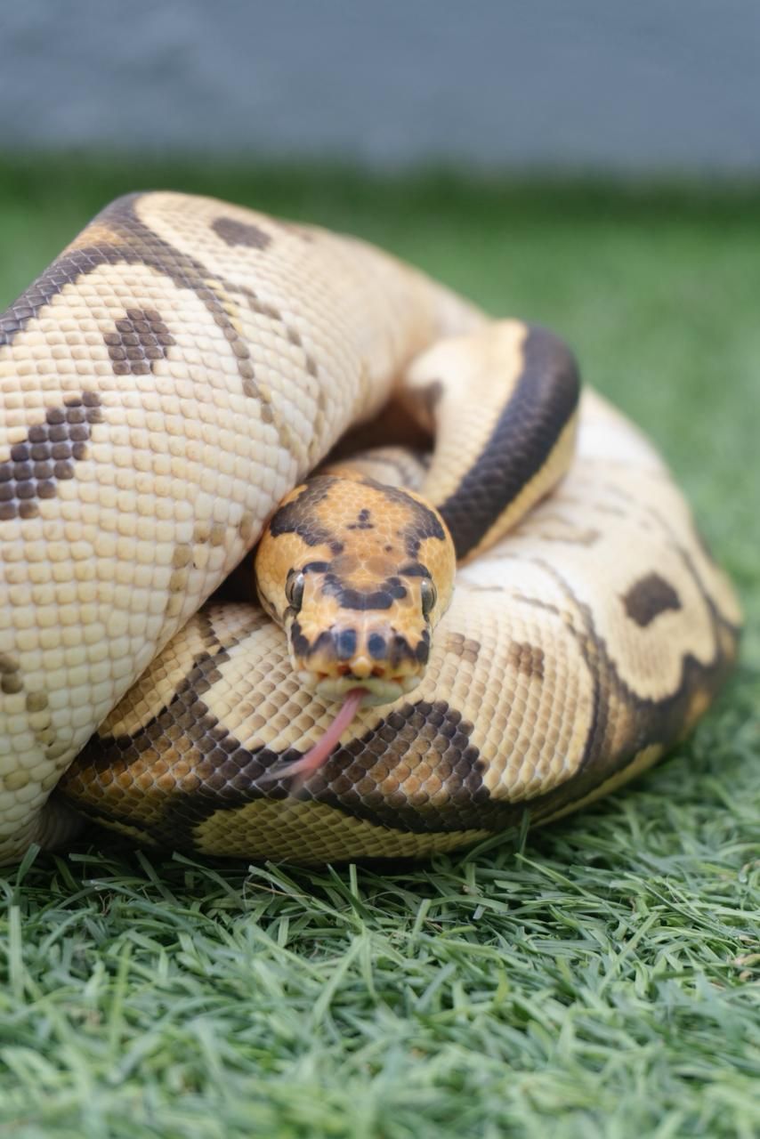 Serpientes Piton Bola en Venta