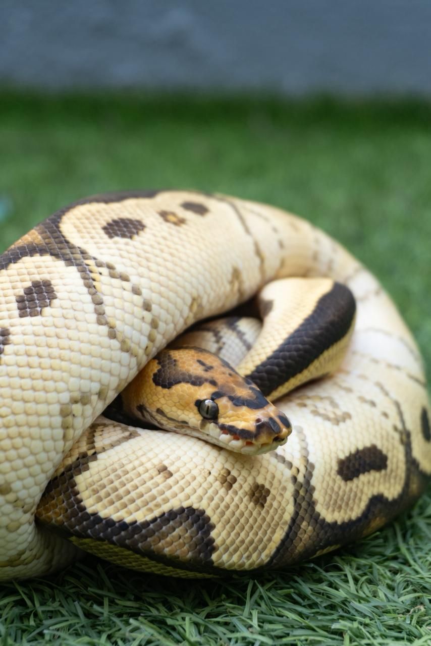 Serpientes Piton Bola en Venta