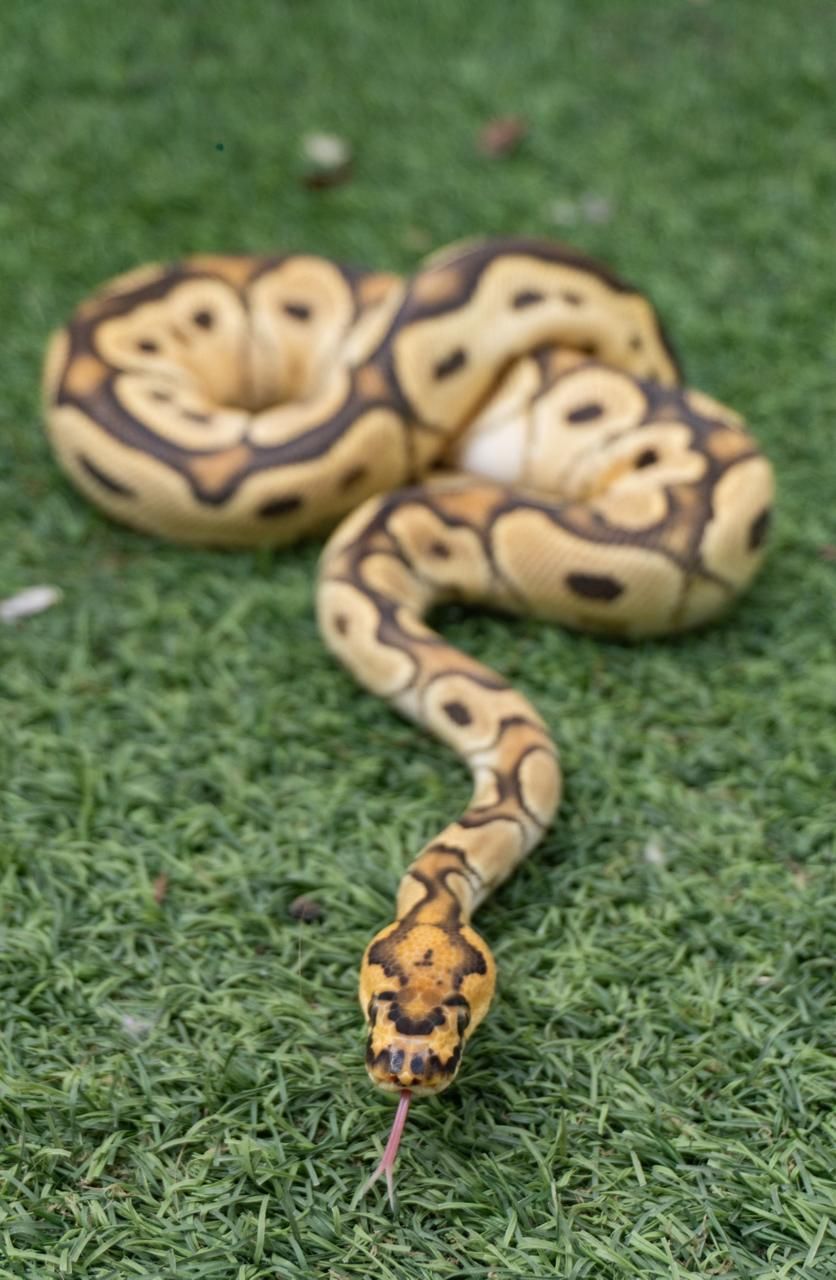 Serpientes Piton Bola en Venta