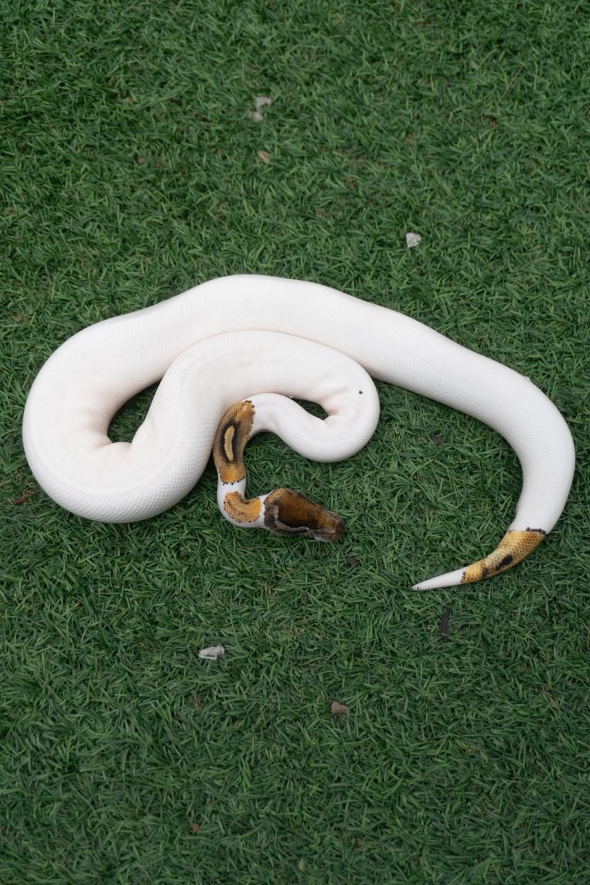 Serpientes Piton Bola en venta