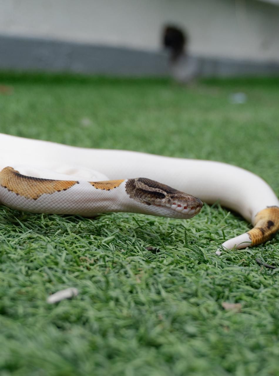 Serpientes Piton Bola en Venta