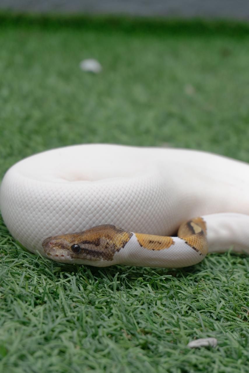 Serpientes Piton Bola en Venta