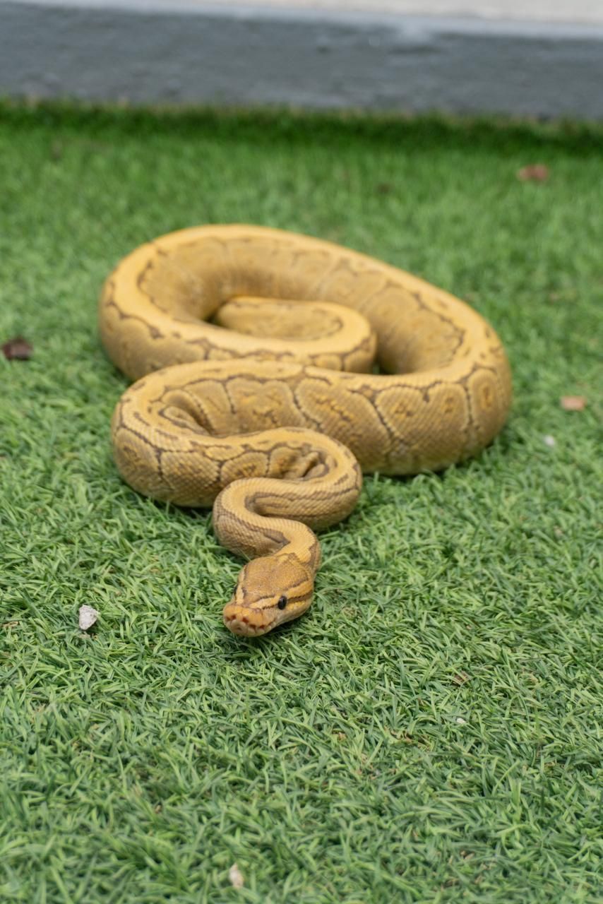 Serpientes Piton Bola en Venta