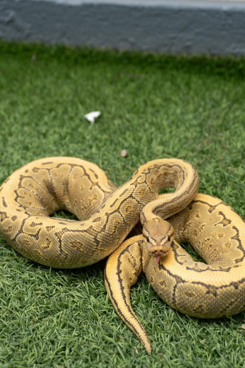 Serpientes Piton Bola en Venta