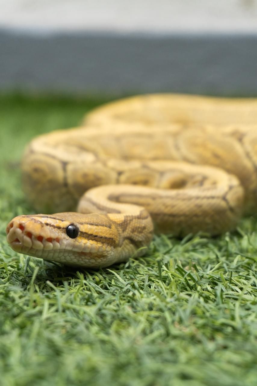 Serpientes Piton Bola en Venta