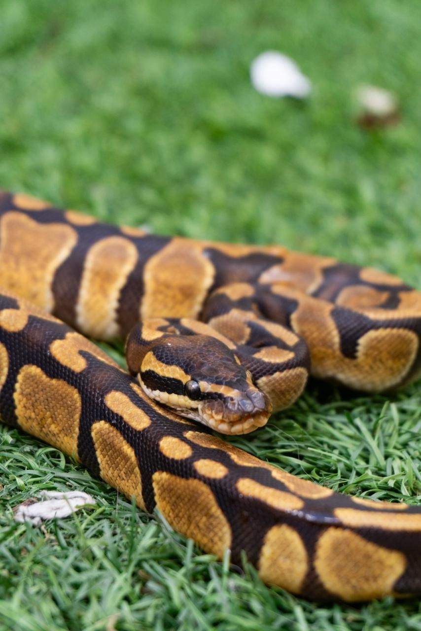 Serpientes Piton Bola en Venta