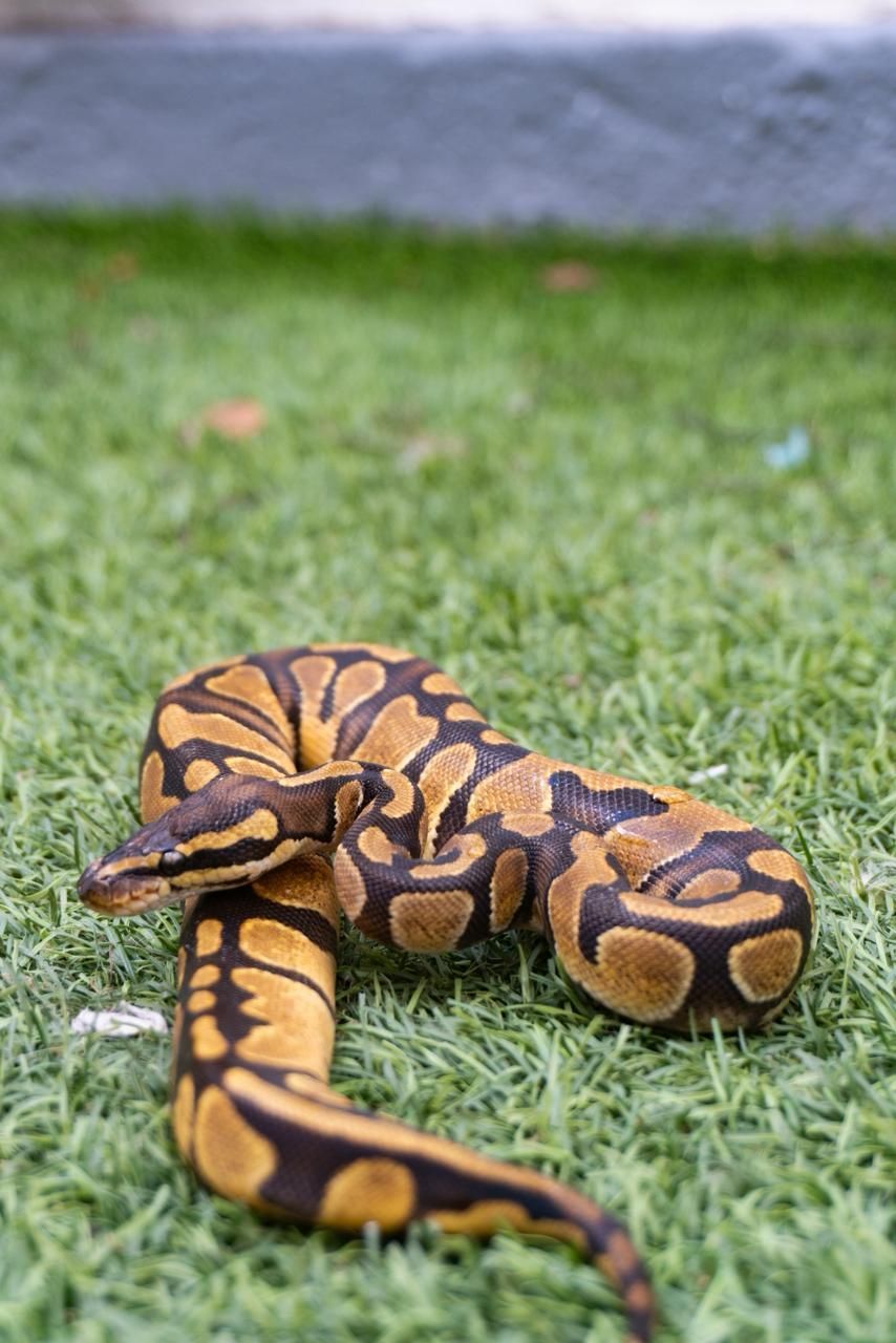 Serpientes Piton Bola en Venta