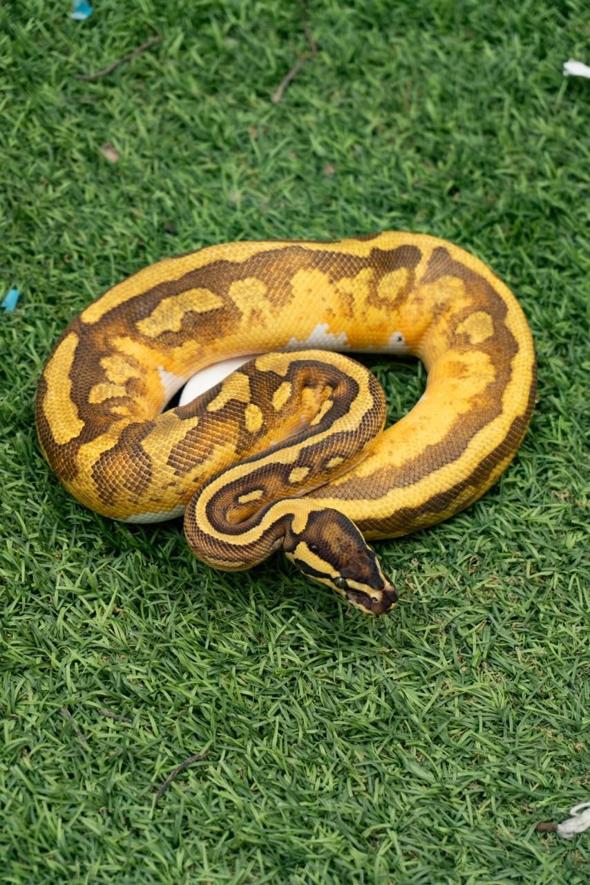 Serpientes Piton Bola en Venta