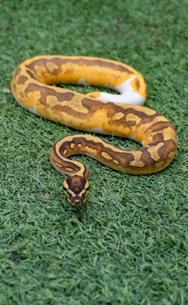 Serpientes Piton Bola en Venta