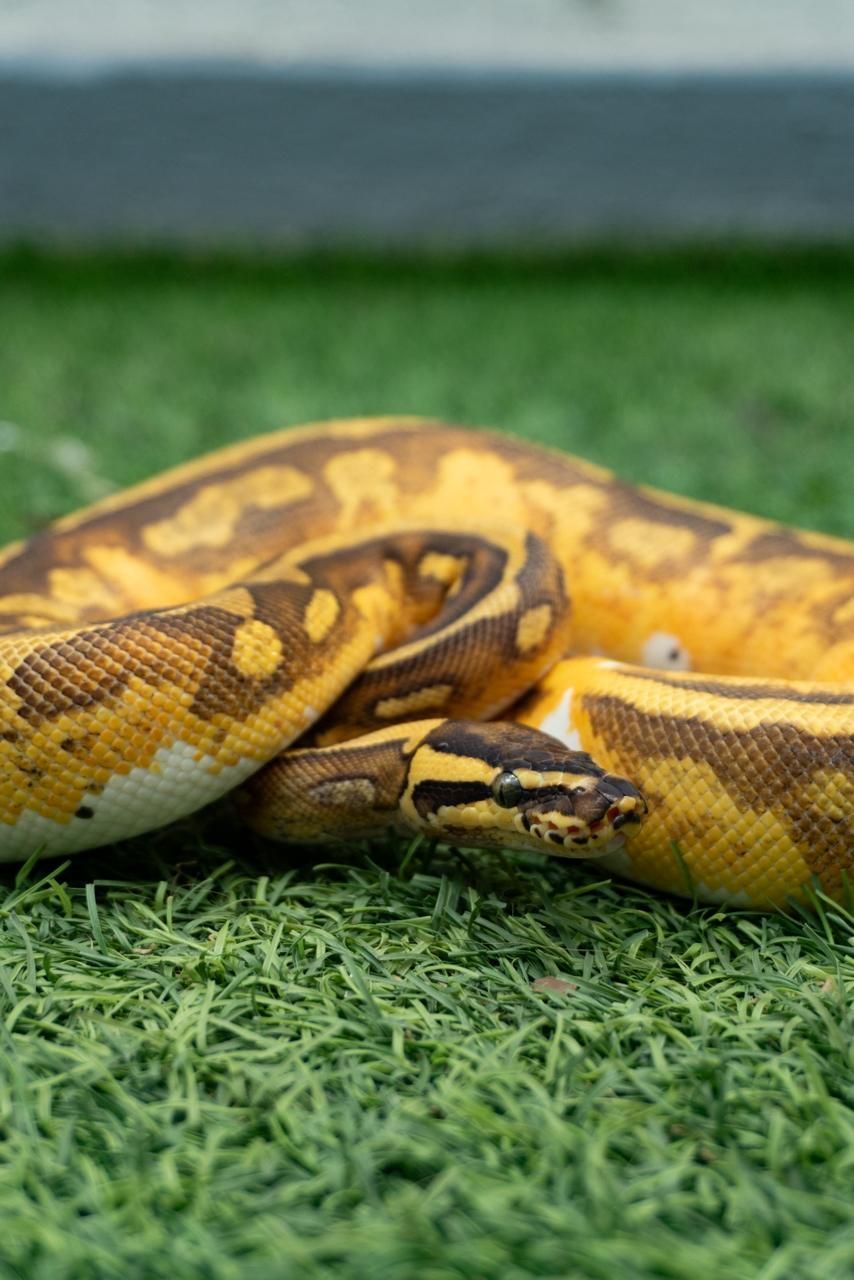 Serpientes Piton Bola en Venta