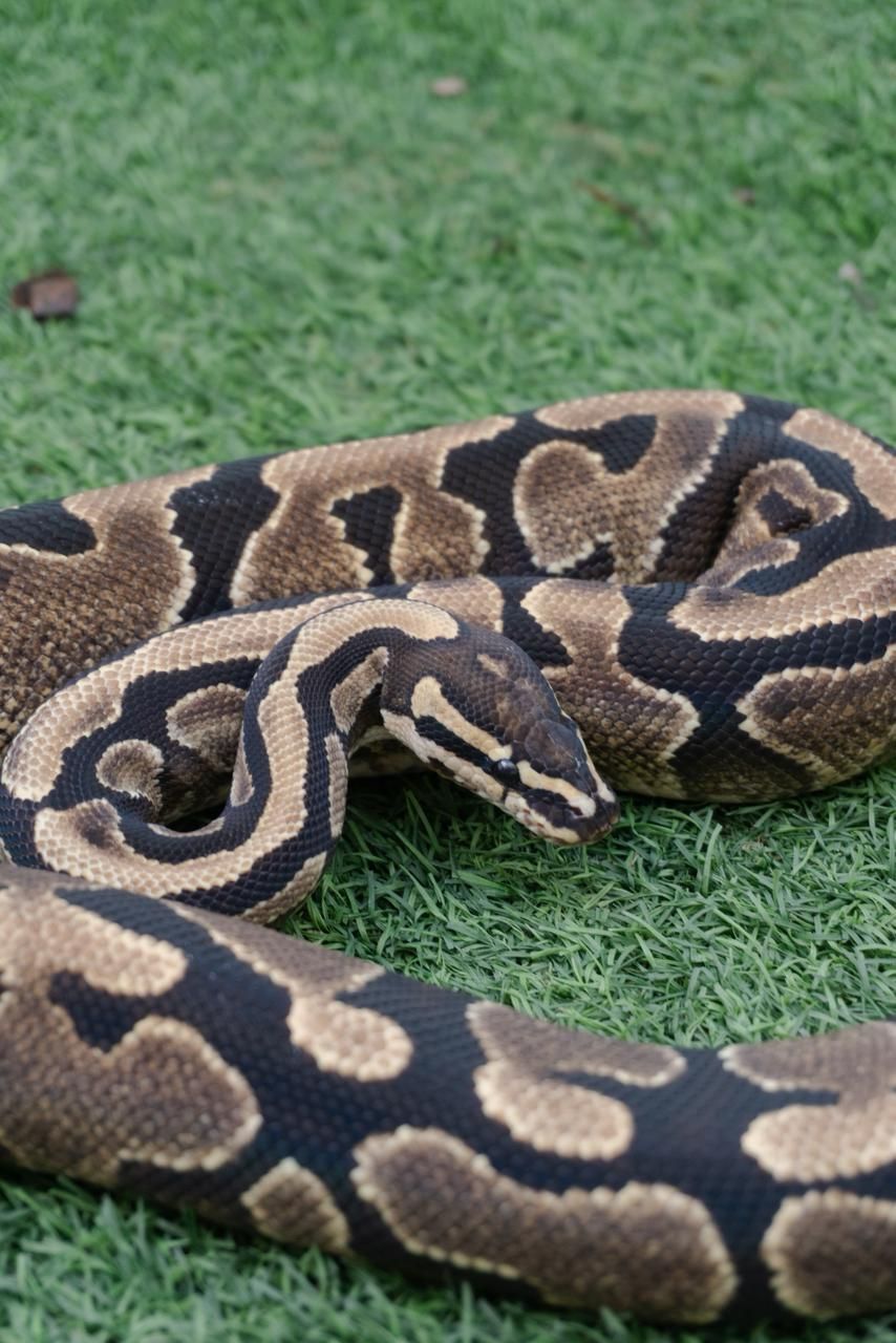 Serpientes Piton Bola en Venta