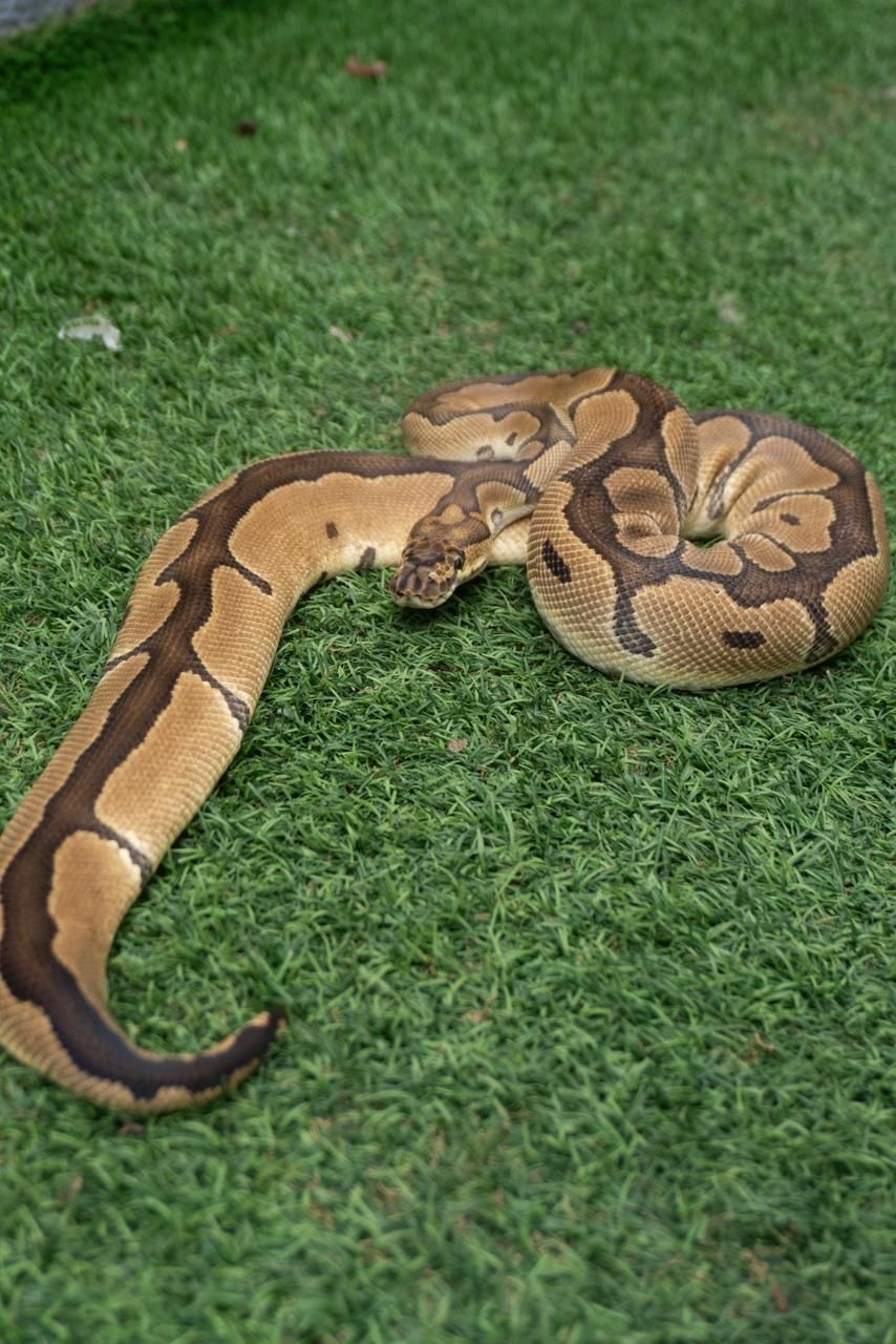 Serpientes Piton Bola en Venta