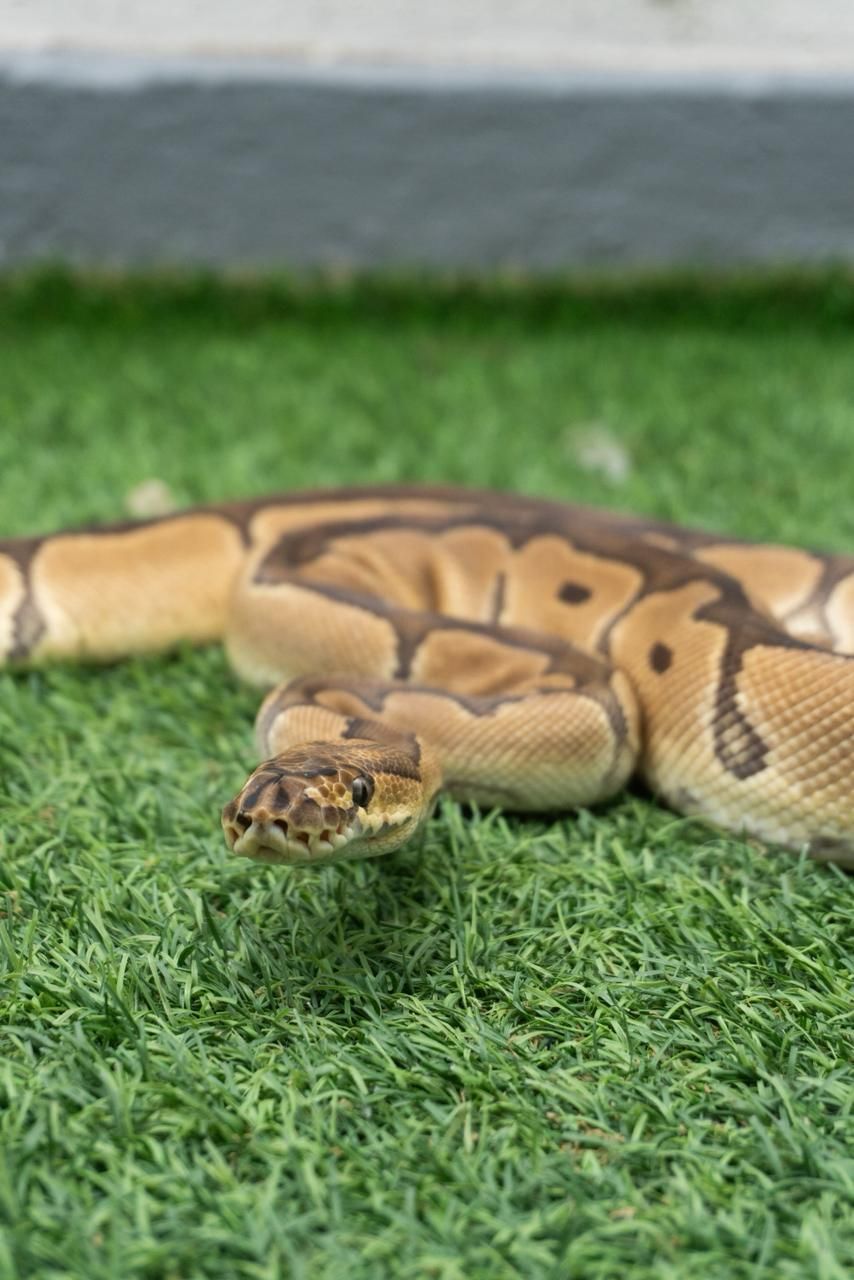 Serpientes Piton Bola en Venta