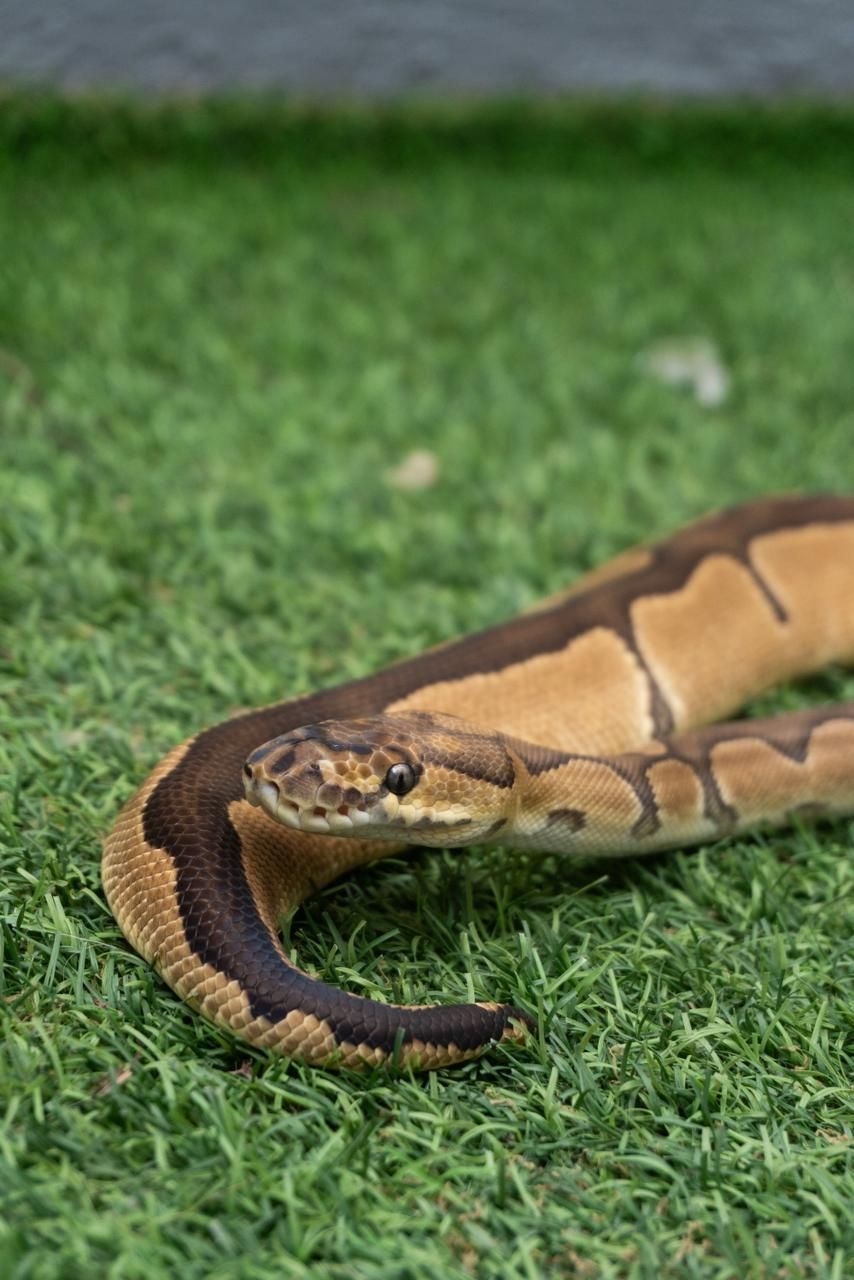 Serpientes Piton Bola en Venta