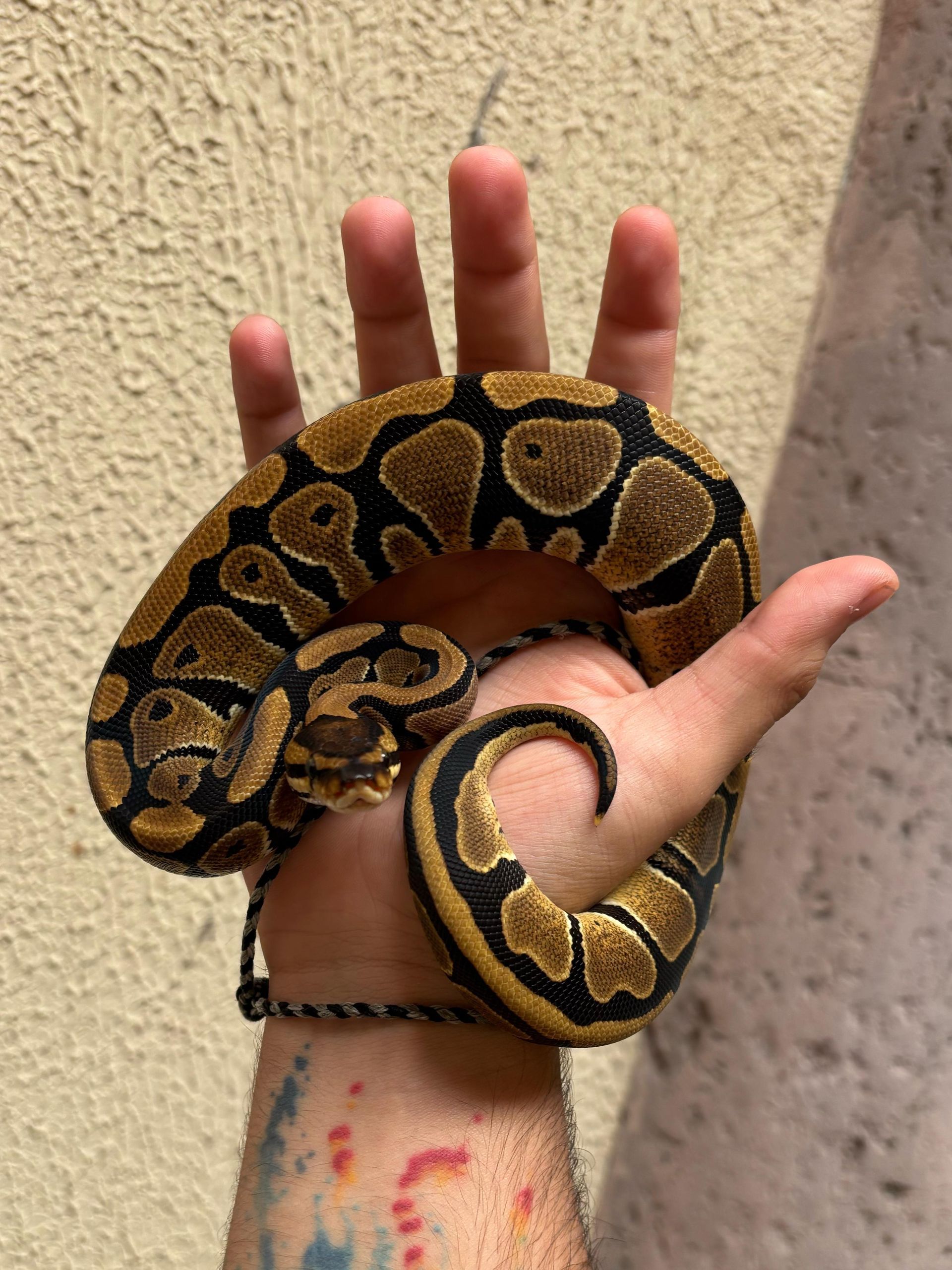 Serpientes Piton Bola en Venta