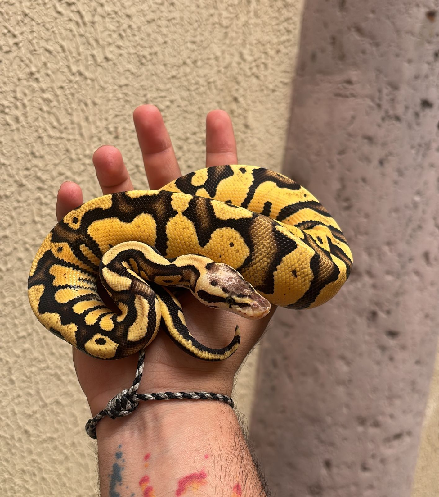 Serpientes Piton Bola en Venta