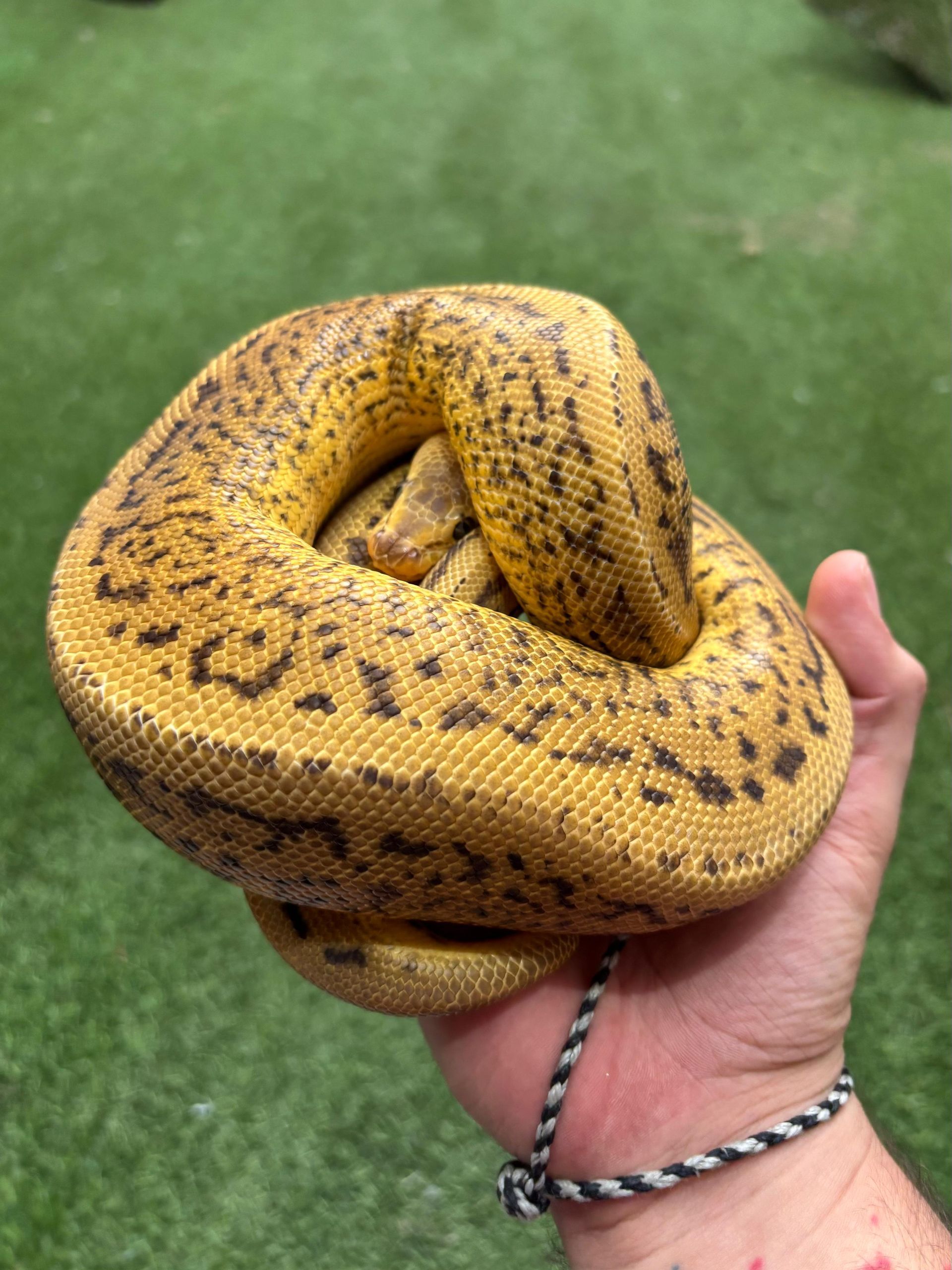 Serpientes Piton Bola en venta