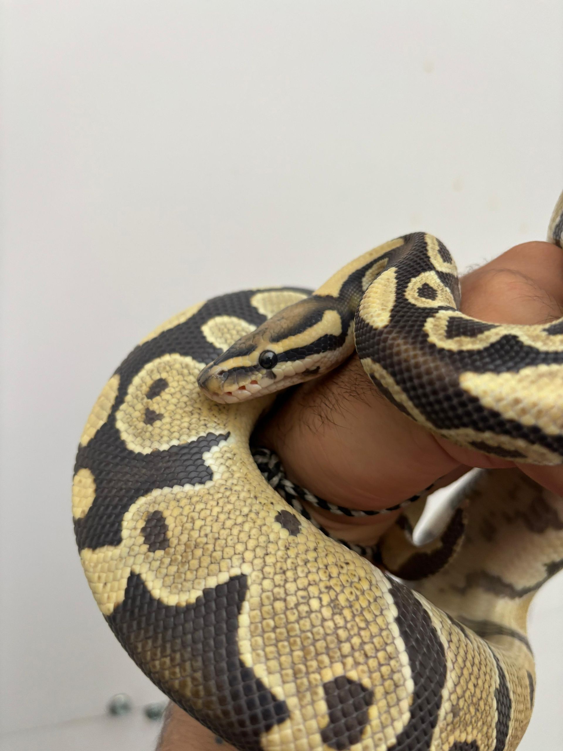 Serpientes Piton Bola en Venta