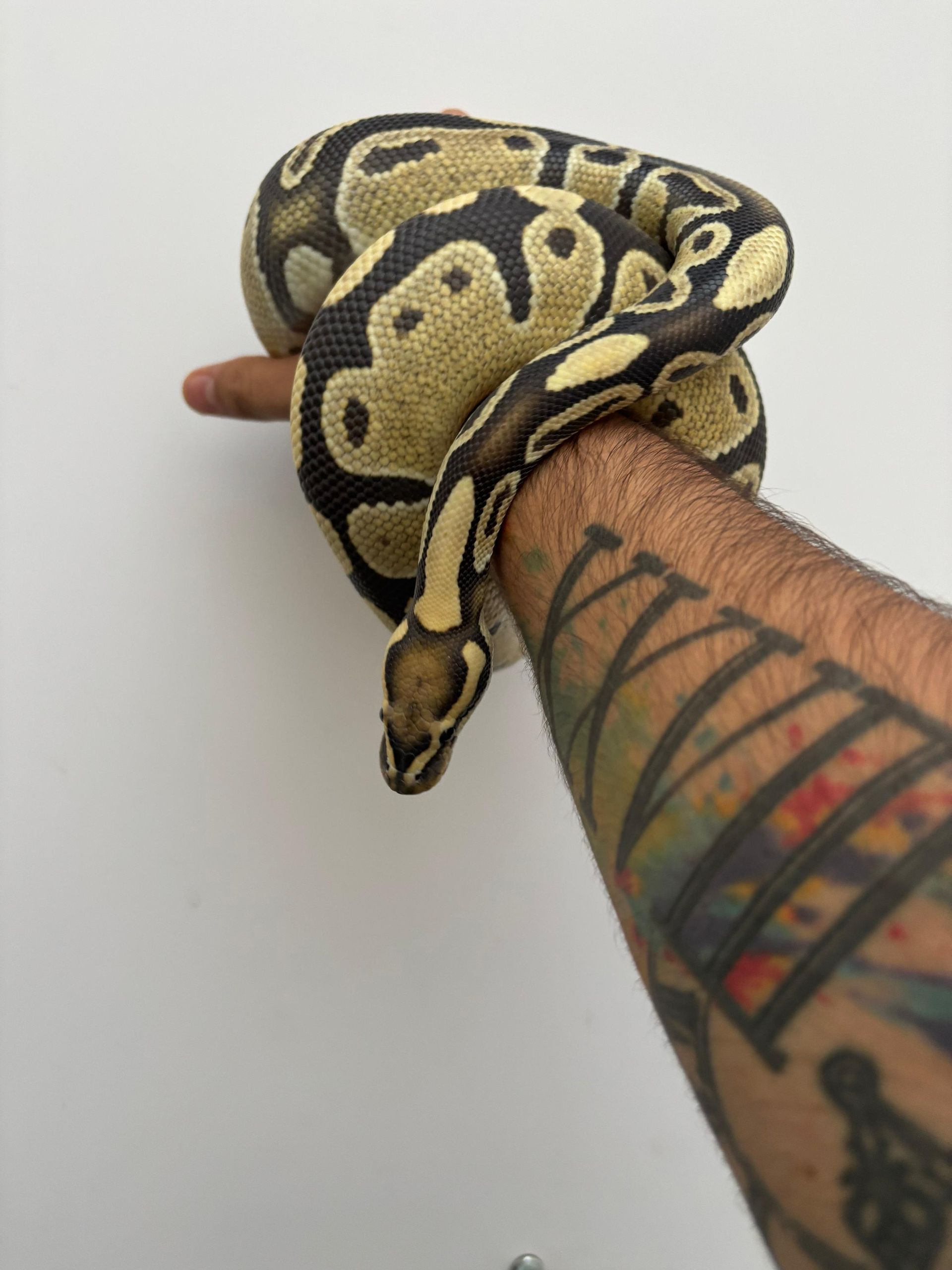 Serpientes Piton Bola en Venta