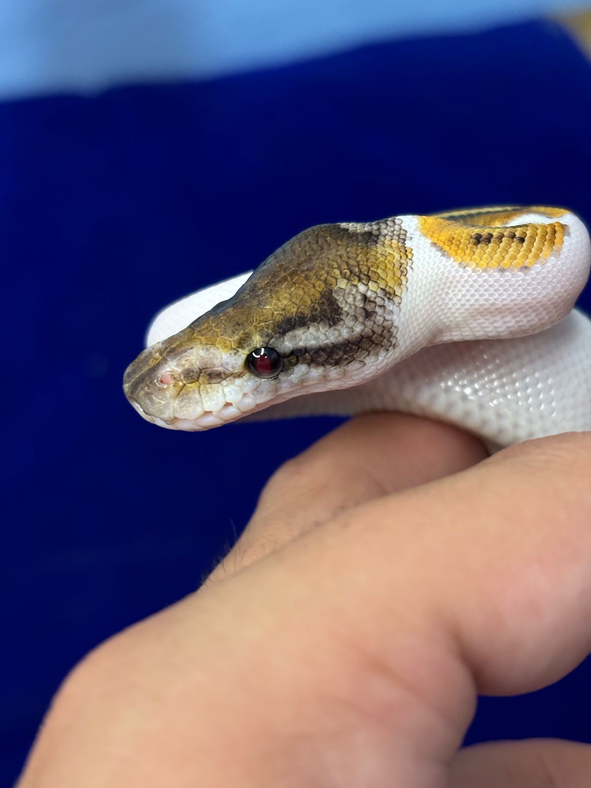 Serpientes Piton Bola en Venta