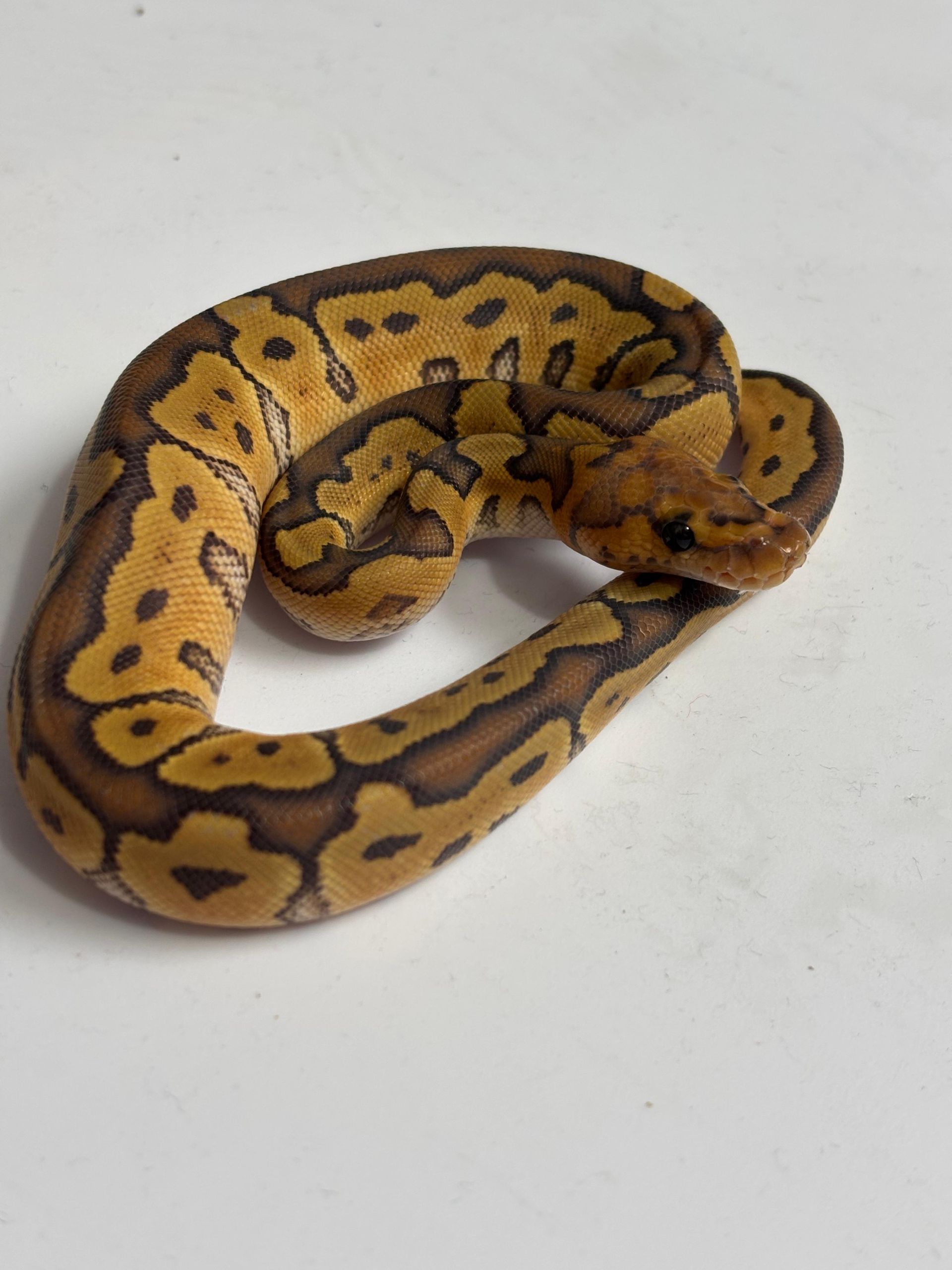 Serpientes Piton Bola en Venta