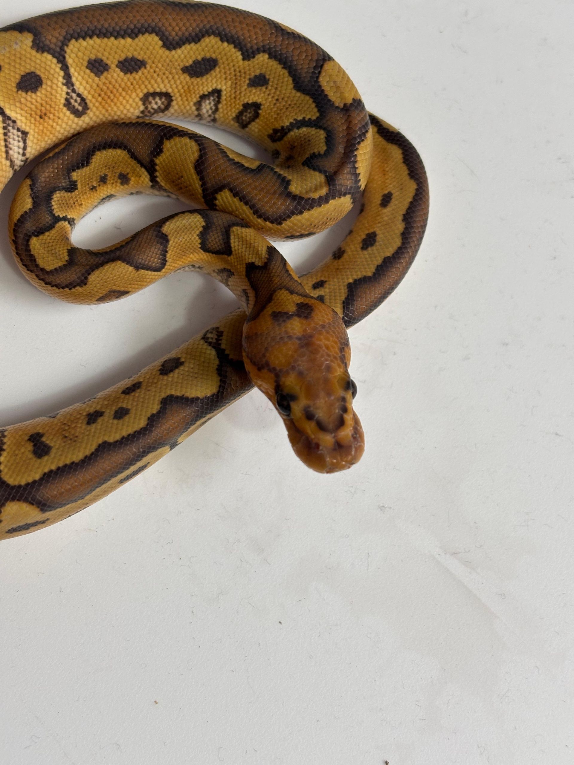 Serpientes Piton Bola en Venta