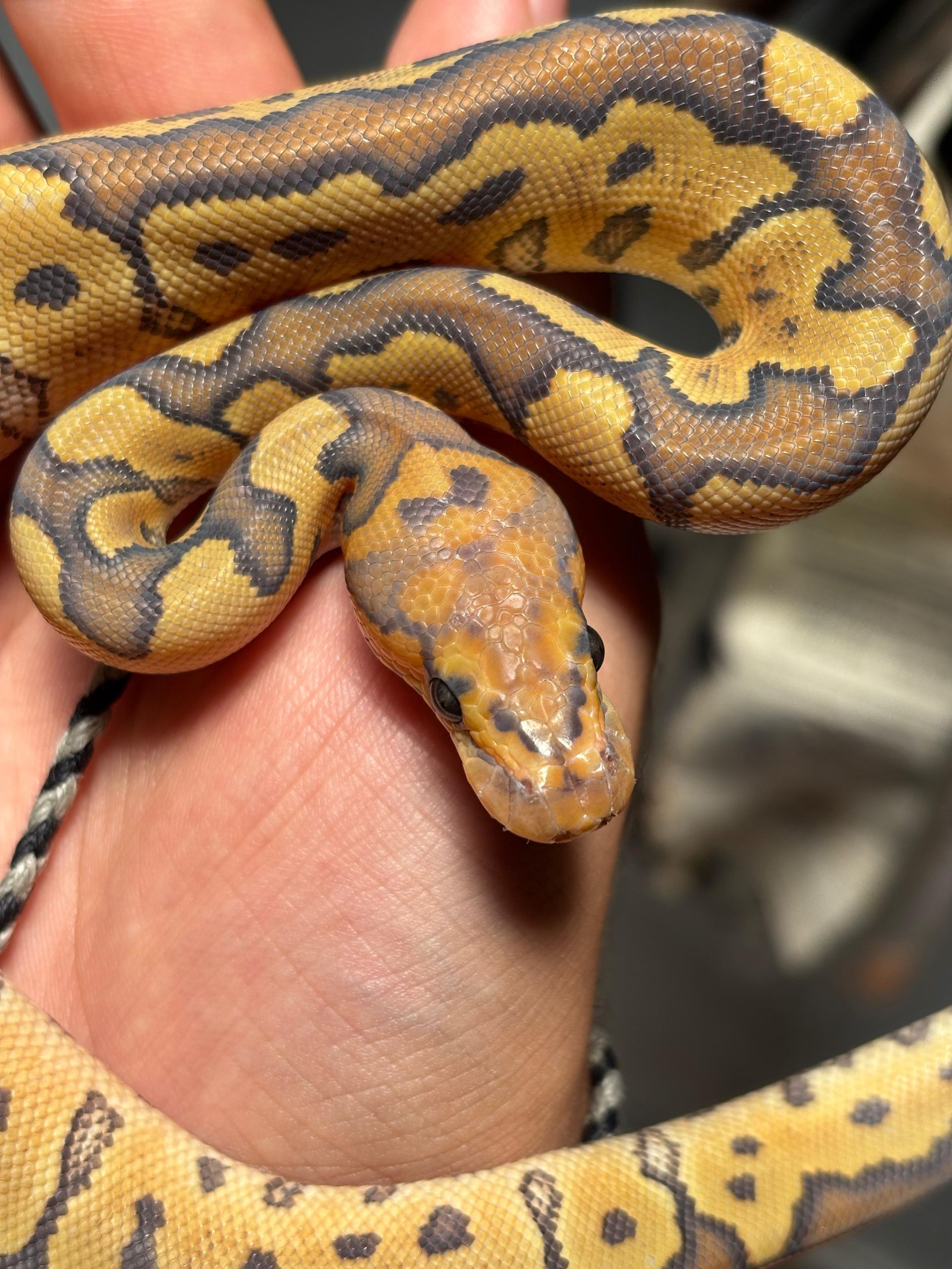 Serpientes Piton Bola en Venta