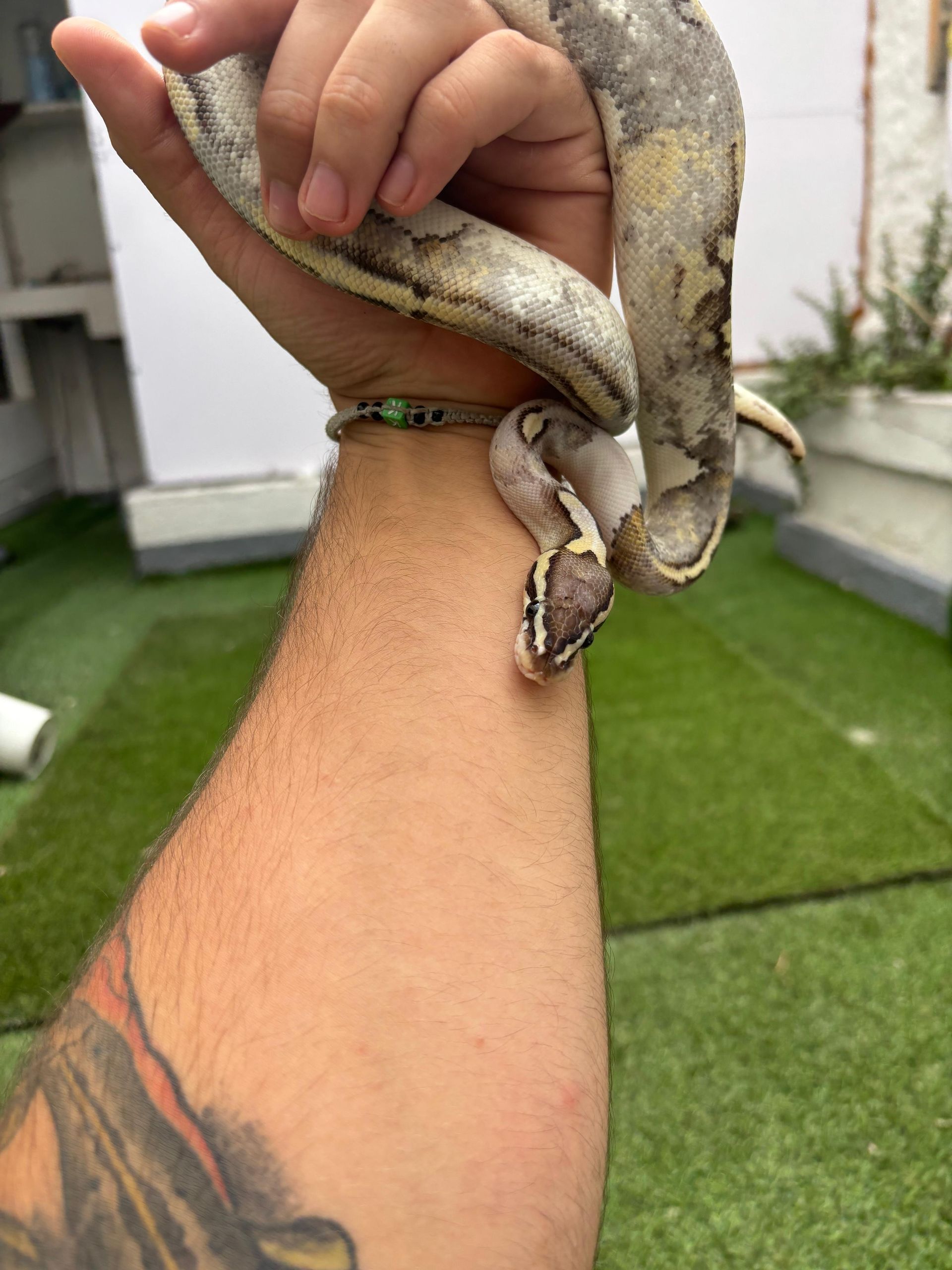 Serpientes Piton Bola en Venta