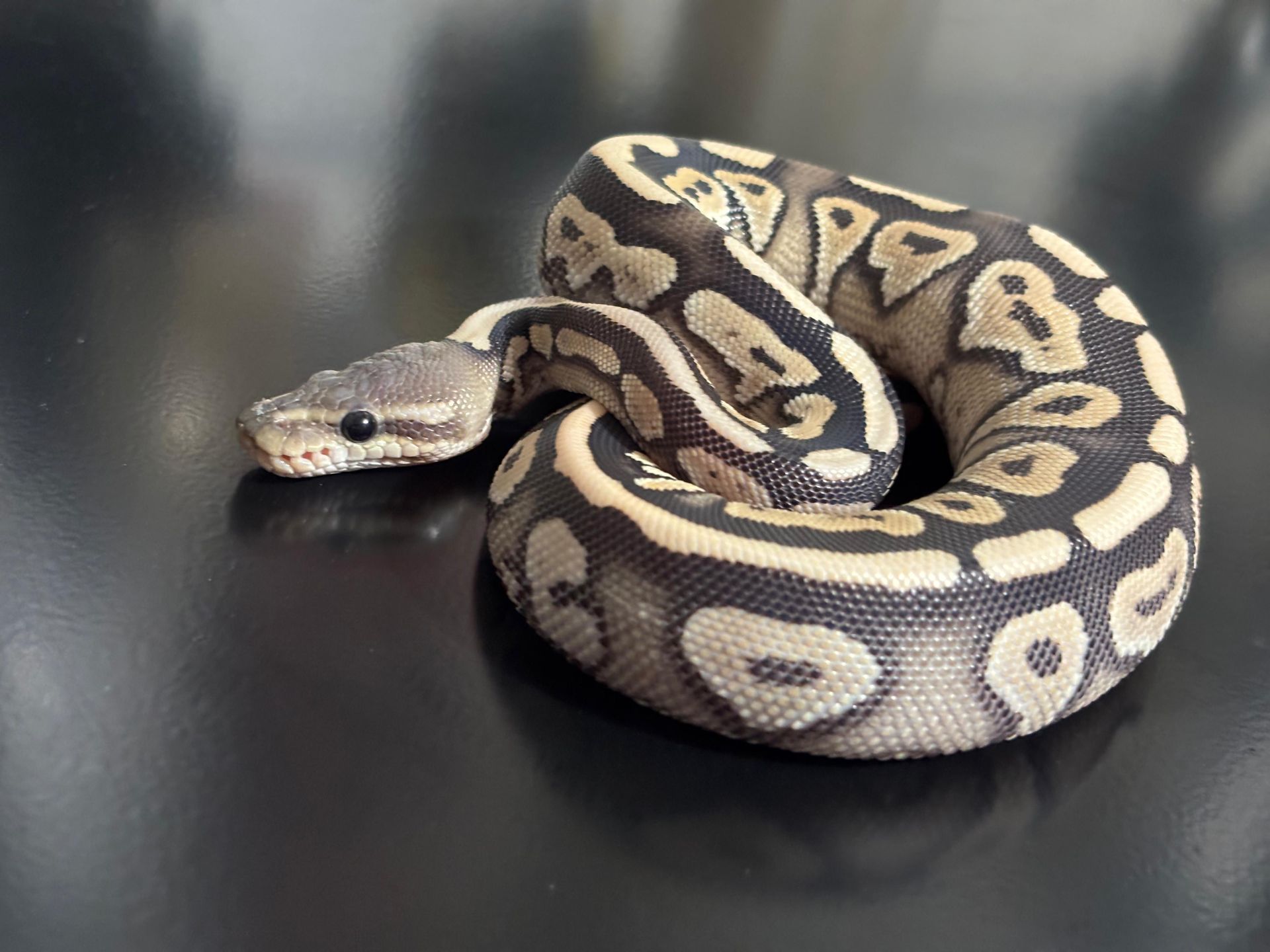 Serpientes Piton Bola en Venta