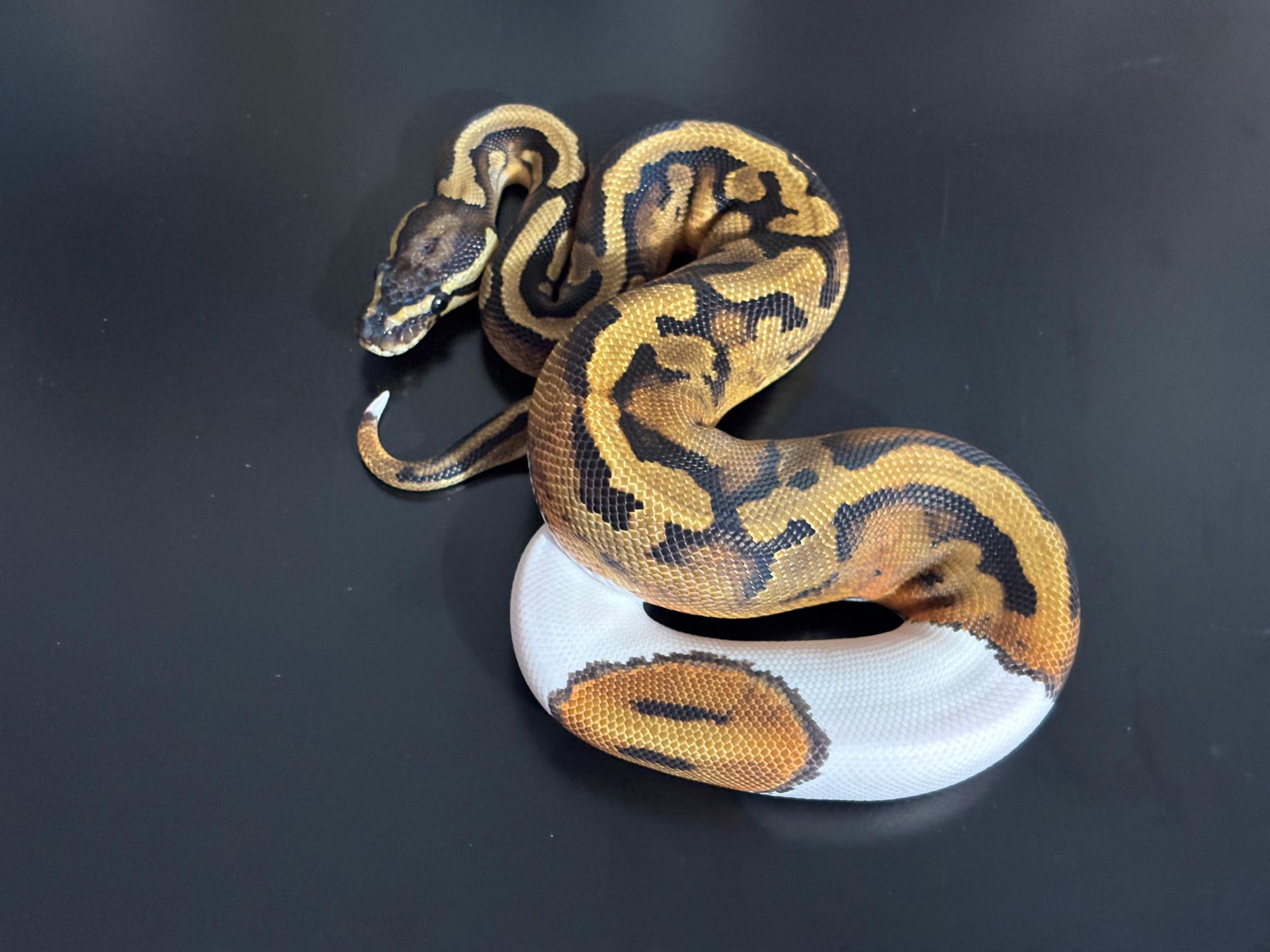 Serpientes Piton Bola en Venta