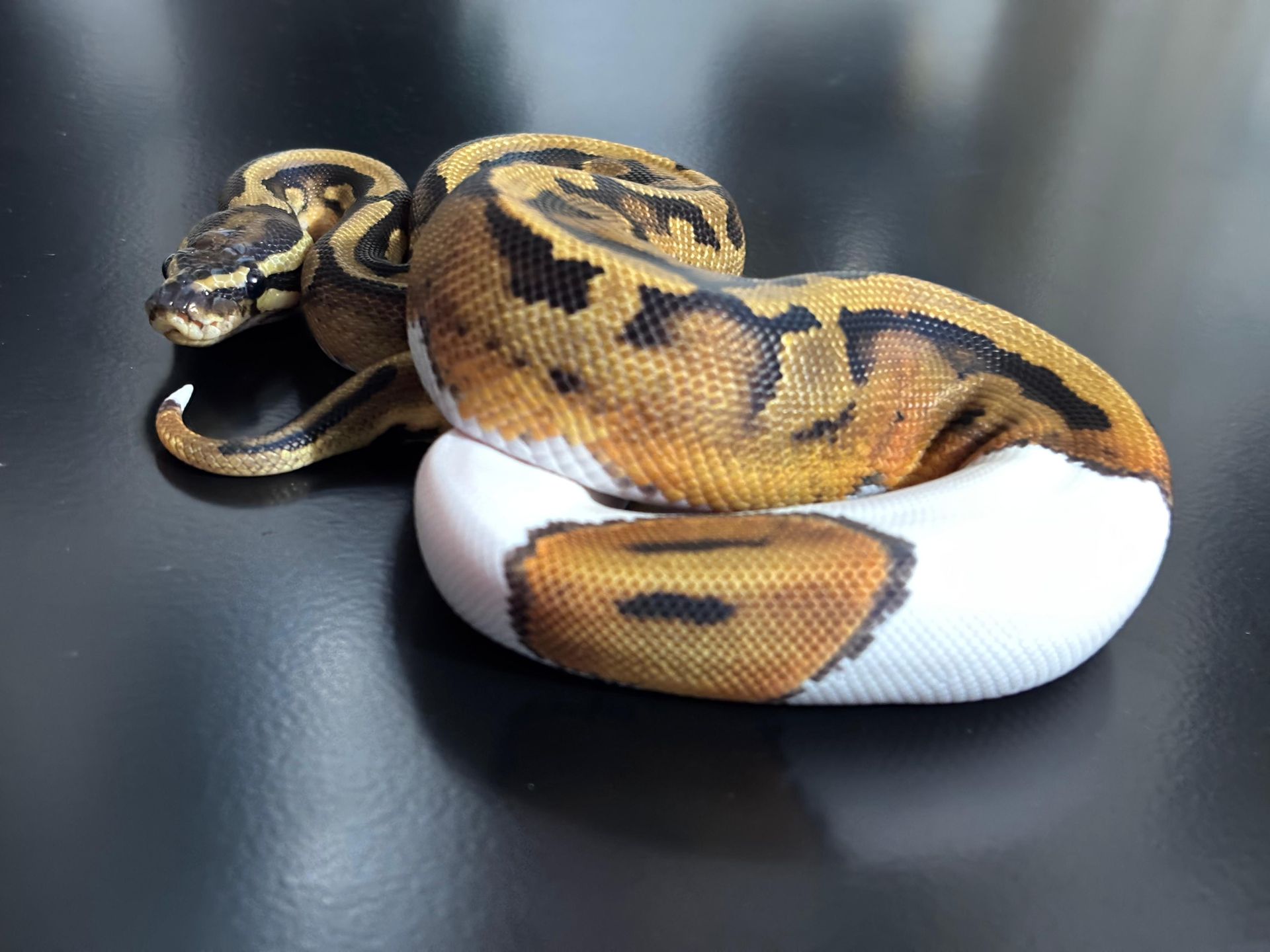 Serpientes Piton Bola en Venta