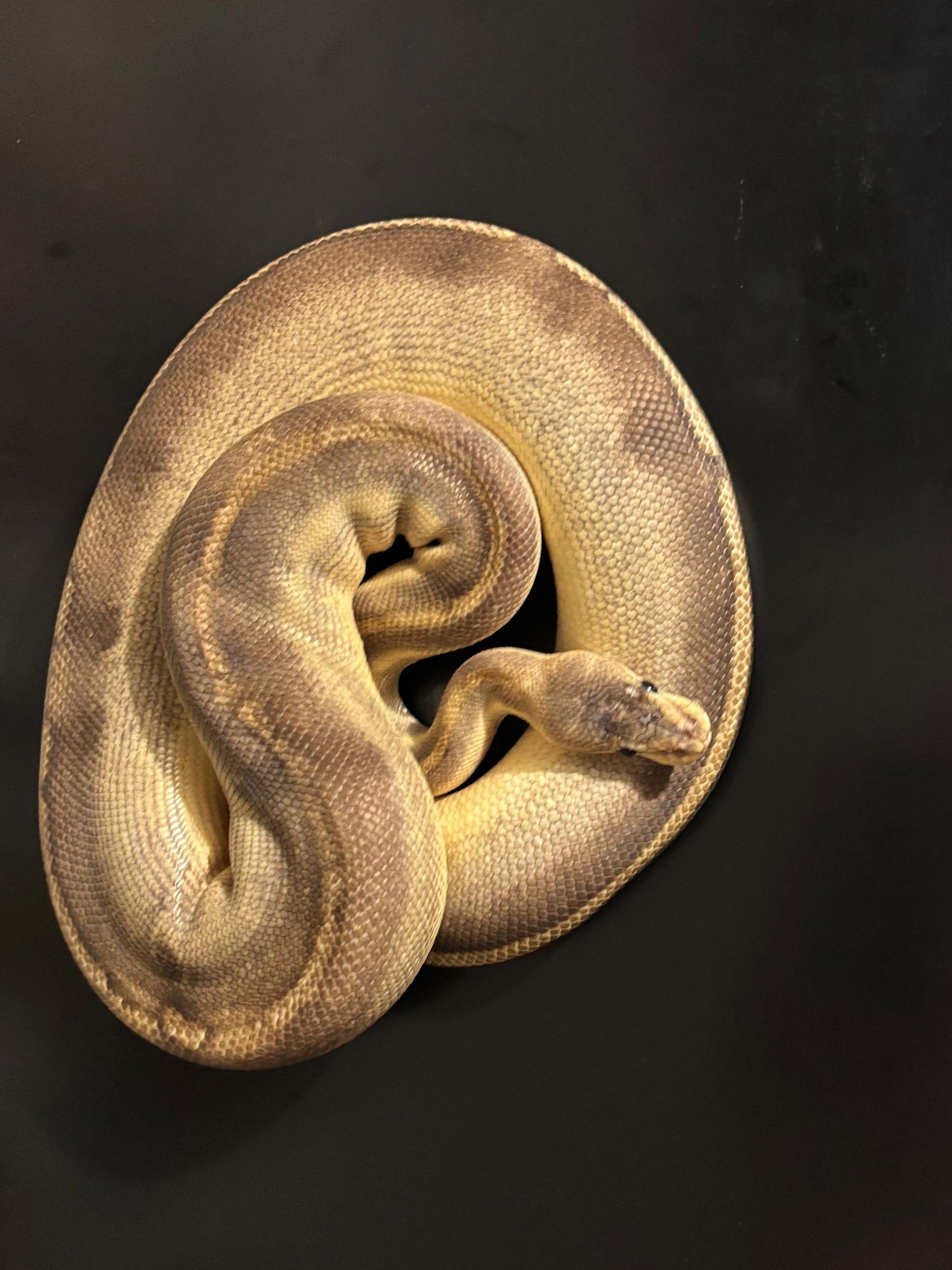 Serpientes Piton Bola en Venta