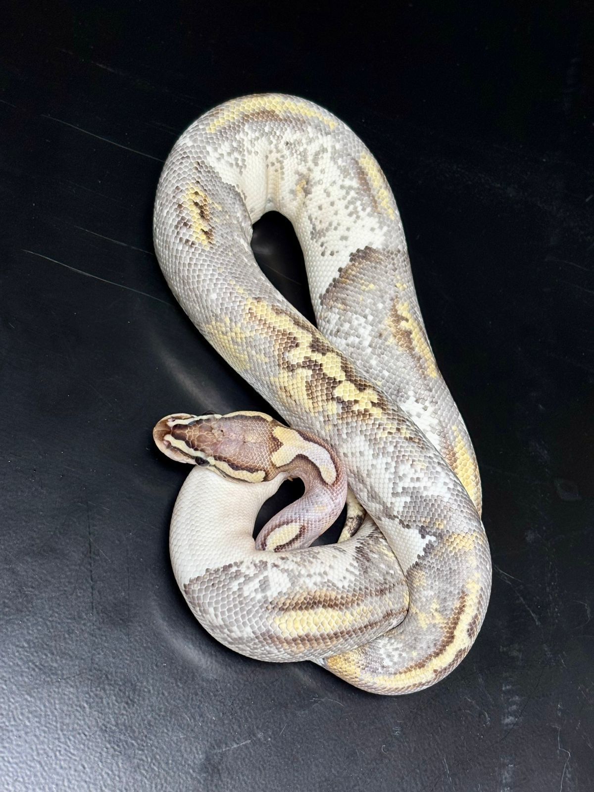 Serpientes Piton Bola en Venta