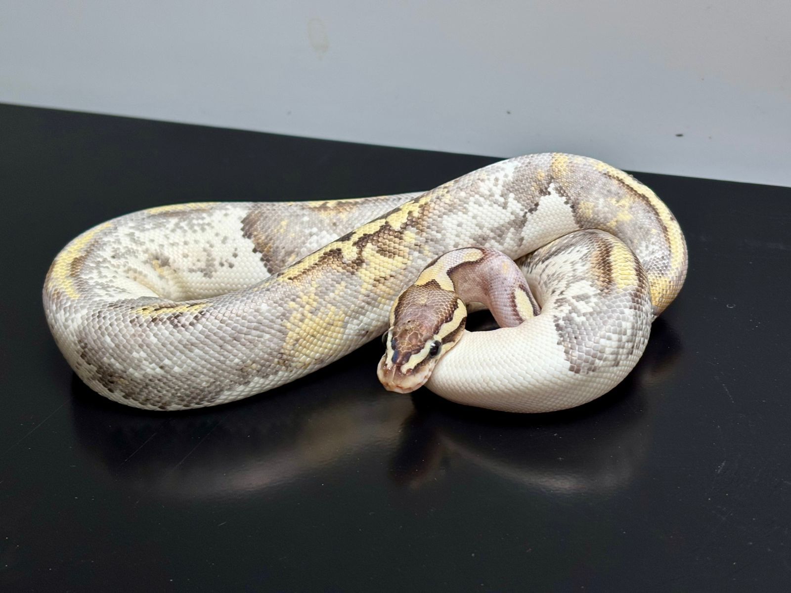 Serpientes Piton Bola en Venta