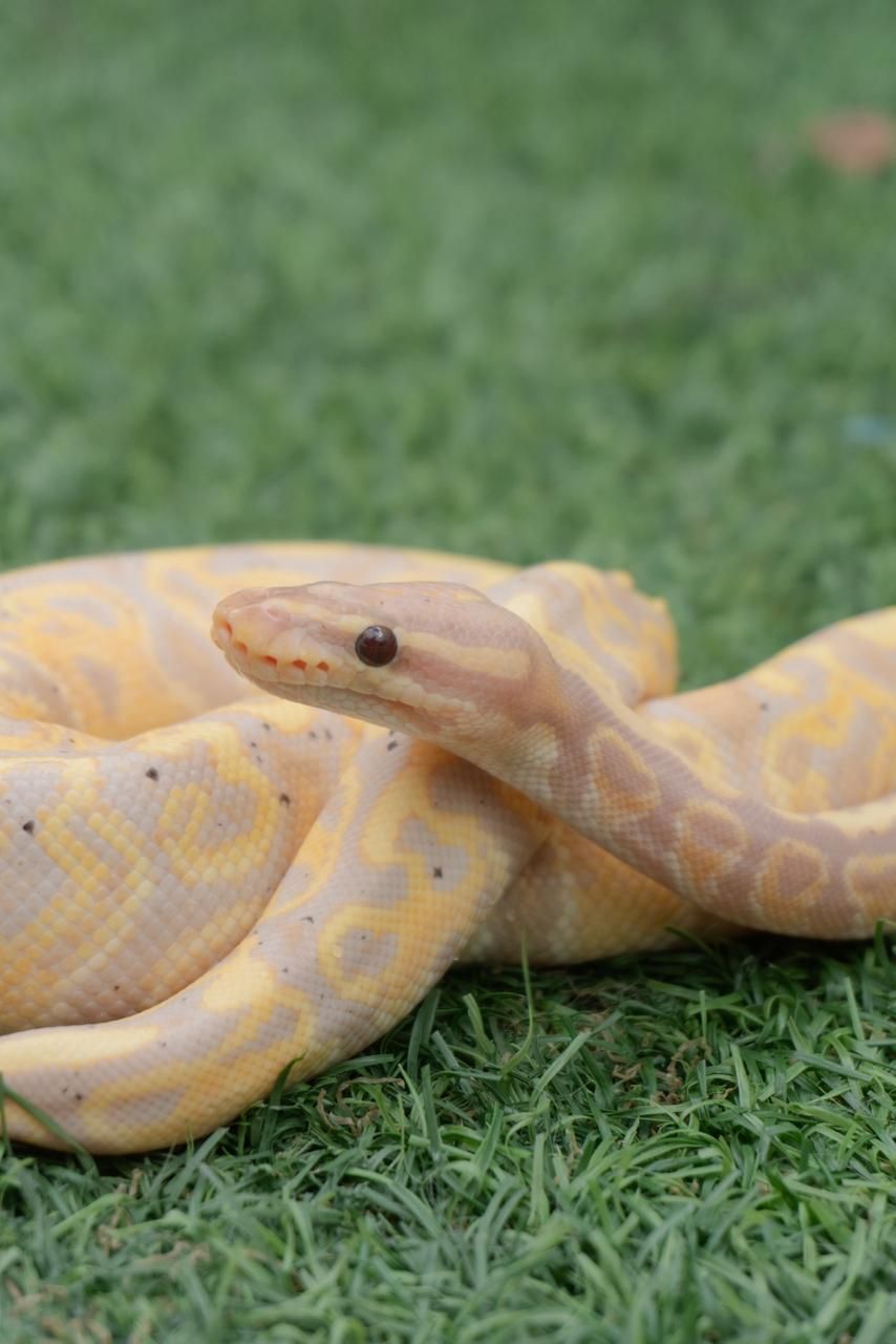 Serpientes Piton Bola en Venta