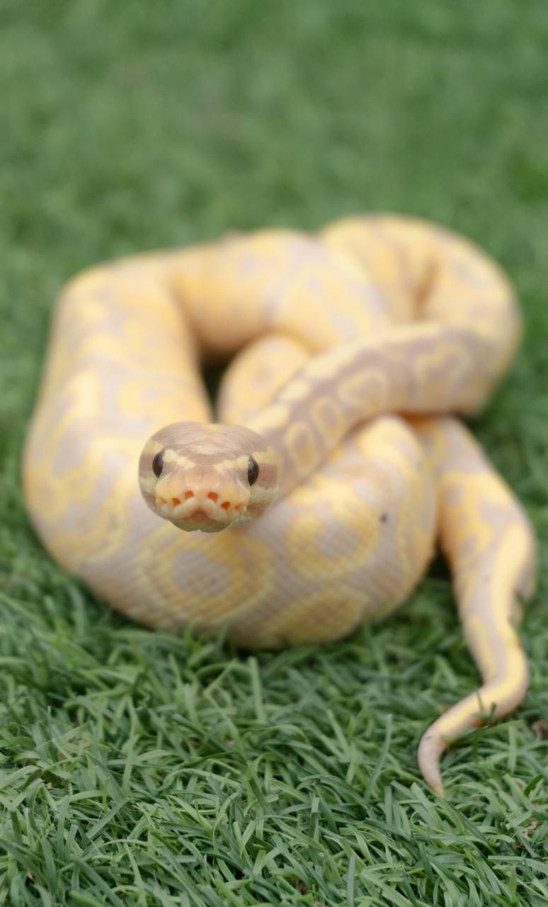 Serpientes Piton Bola en Venta