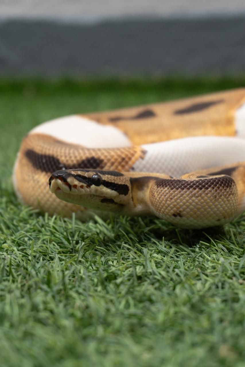 Serpientes Piton Bola en Venta