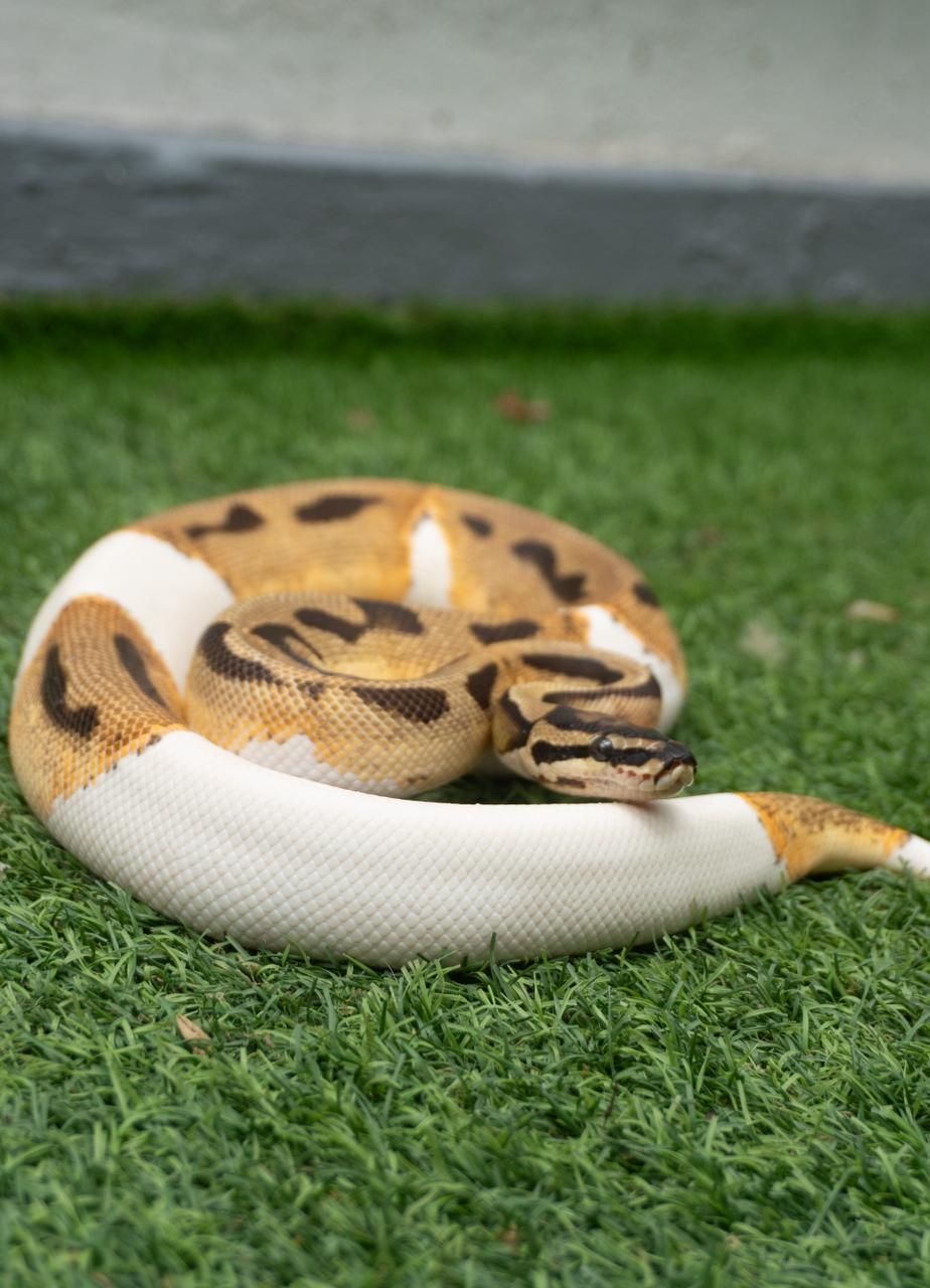 Serpientes Piton Bola en Venta