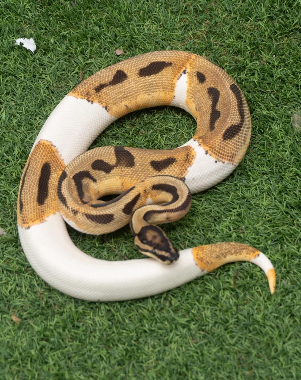 Serpientes Piton Bola en Venta