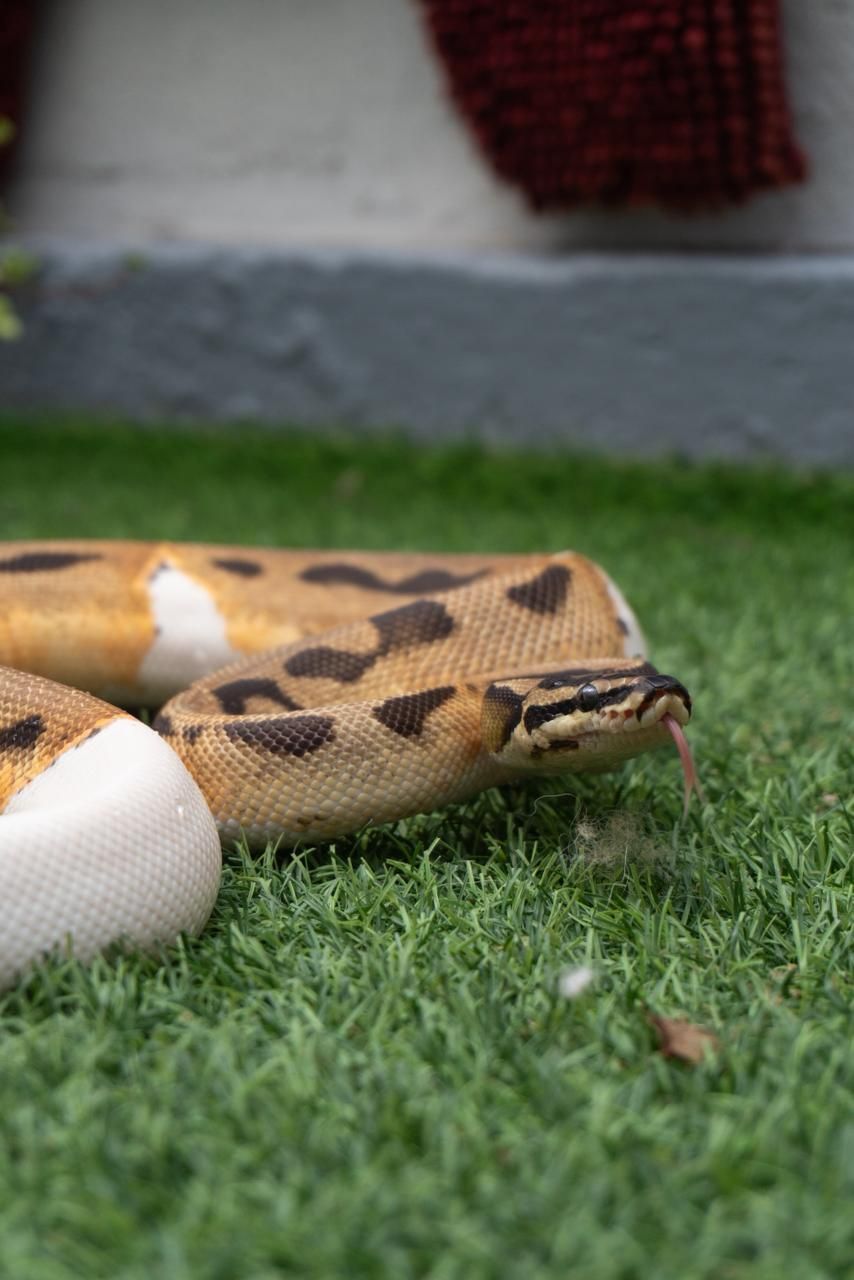 Serpientes Piton Bola en Venta