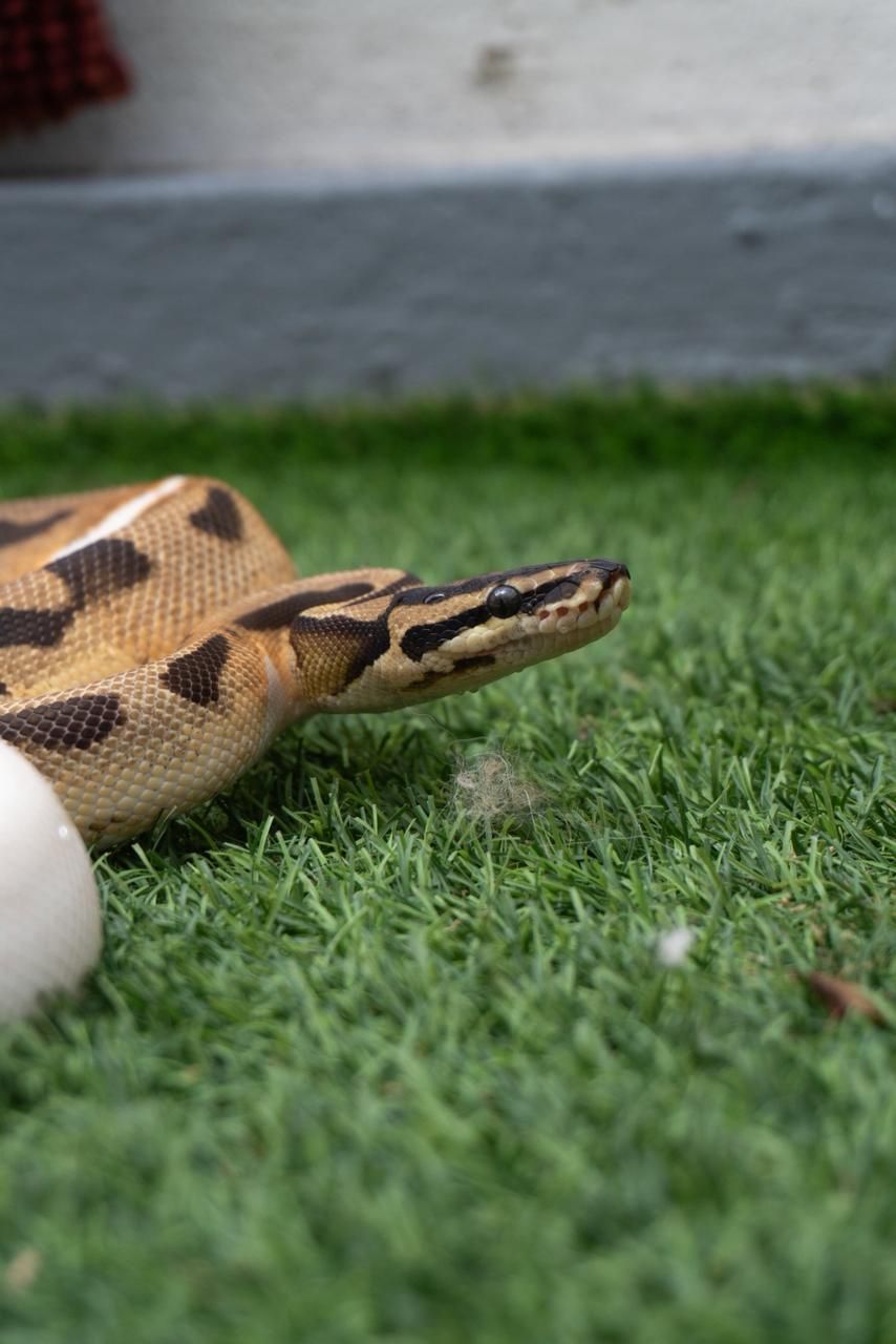 Serpientes Piton Bola en Venta