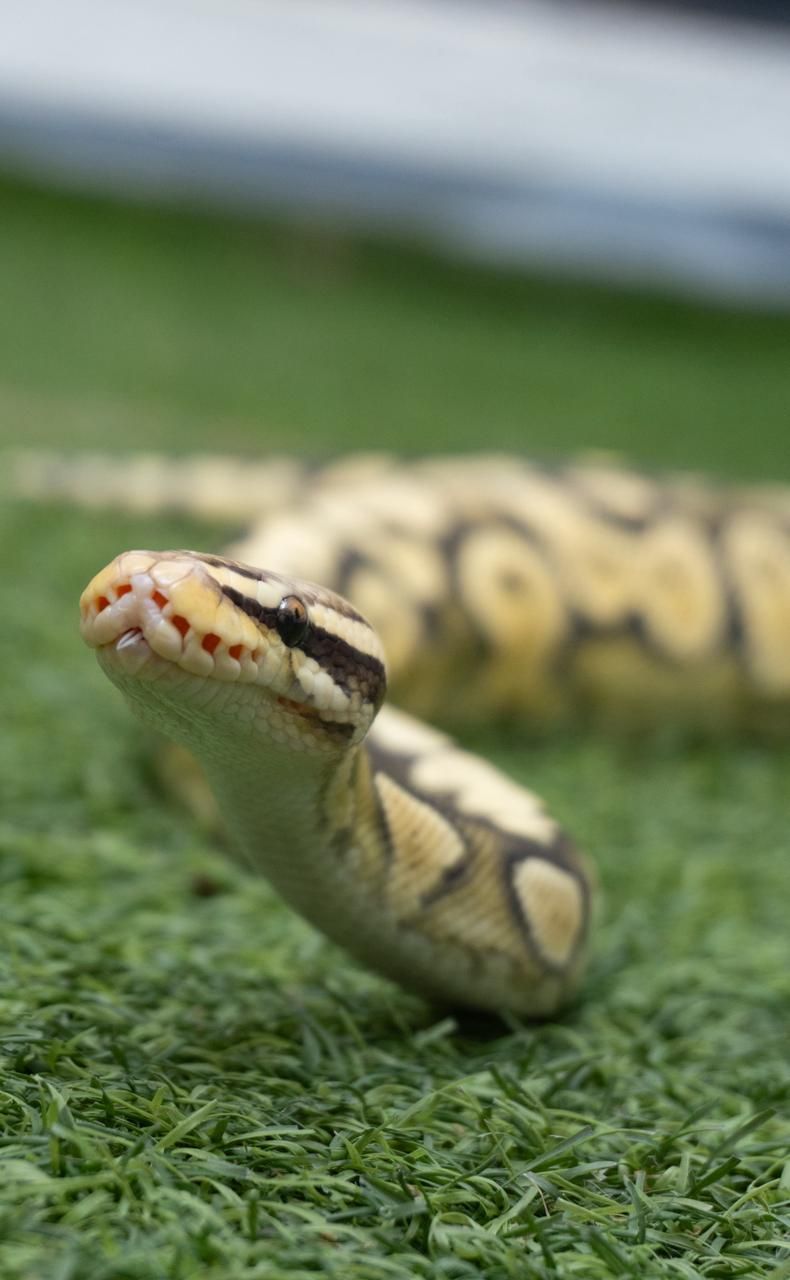 Serpientes Piton Bola en Venta